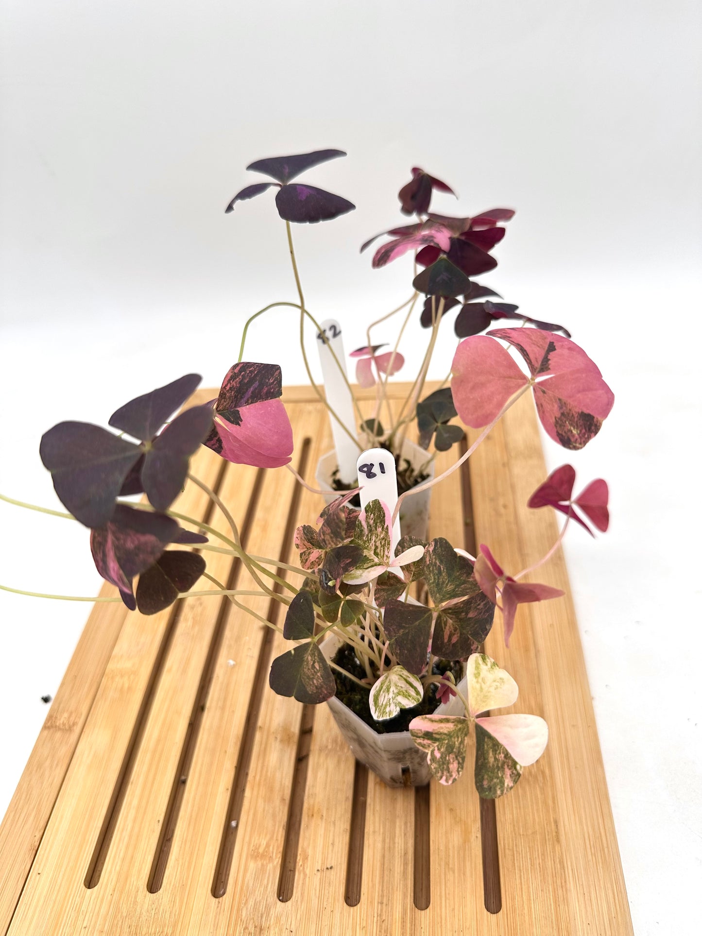 Oxalis Triangularis Pink Variegated 🩷 081 082