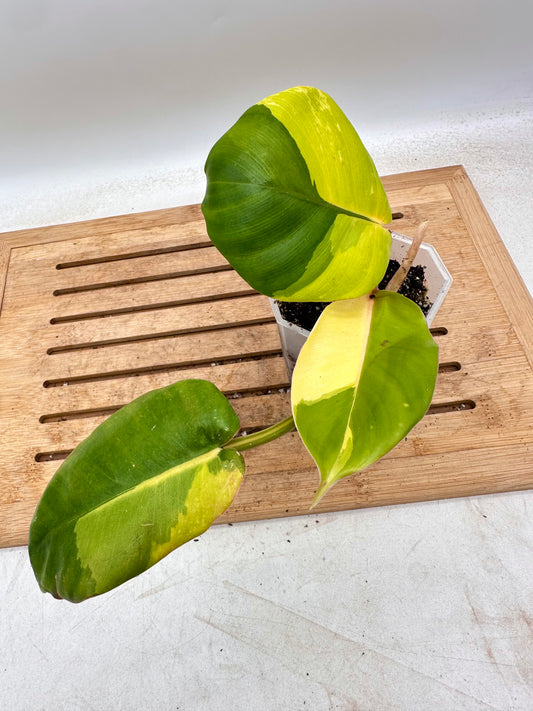 Philodendron Jungle Fever Variegated - Labour Day Sale ❤️‍🔥