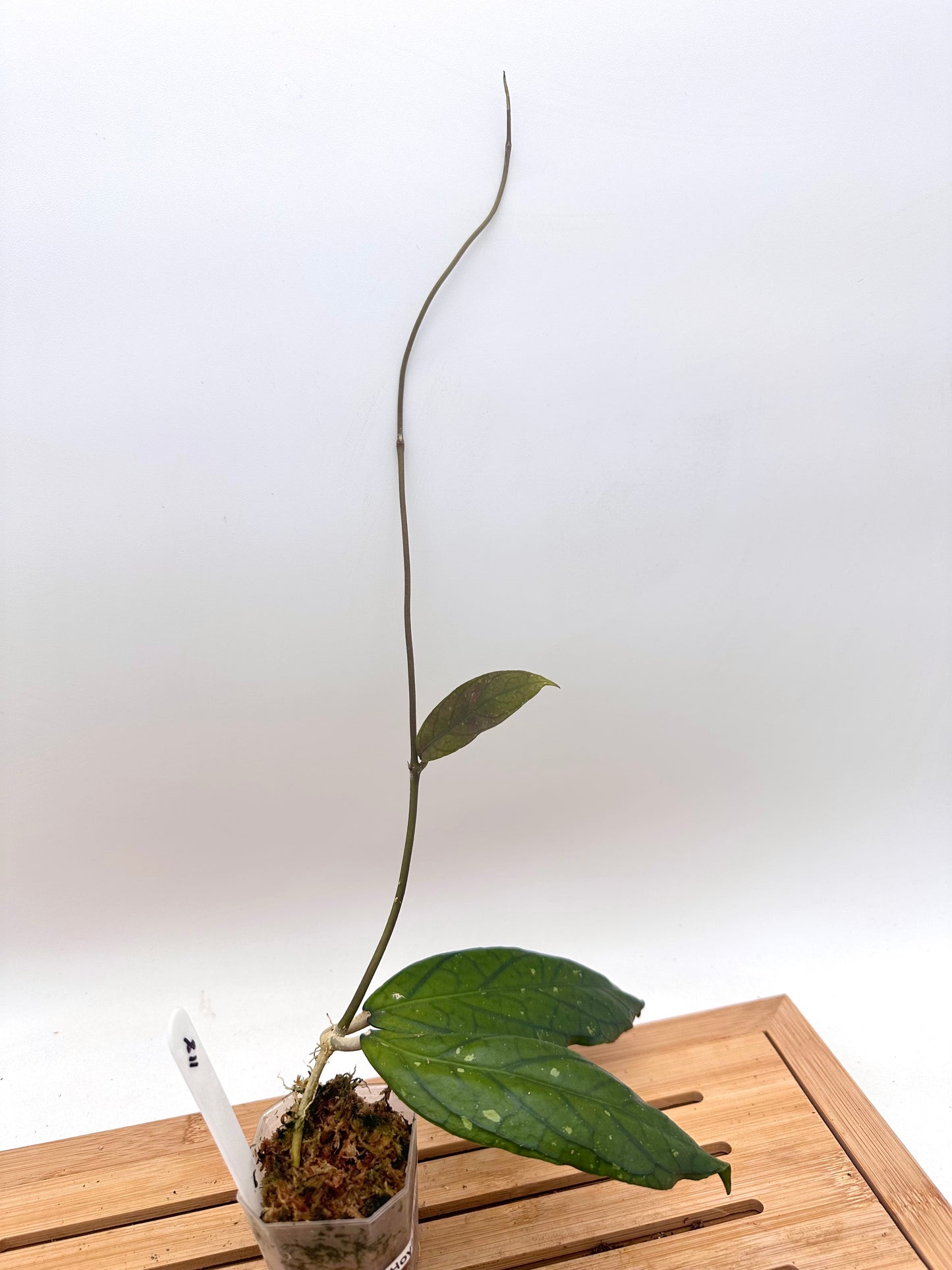 Hoya Sp. tanggemus