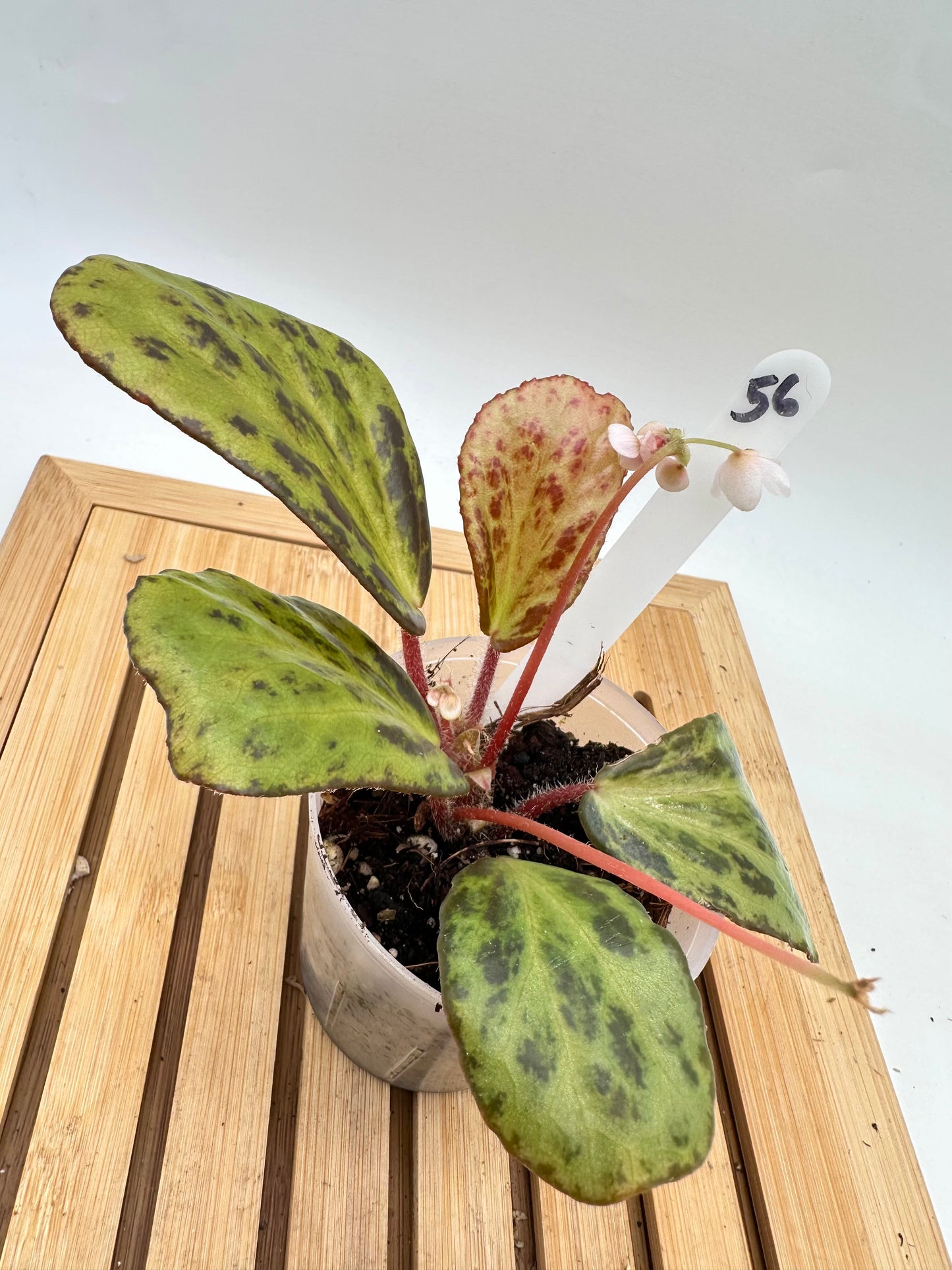 Begonia Blancii Mottled