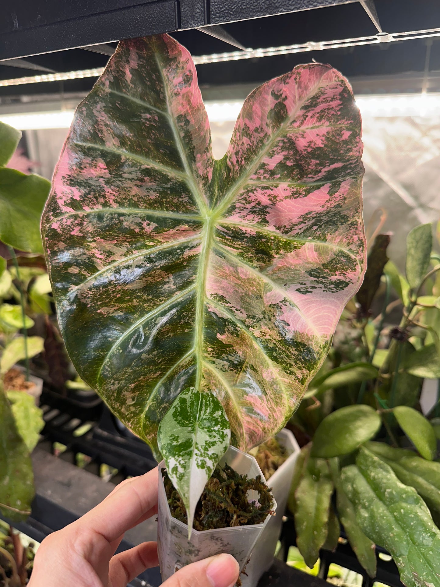 Alocasia Nairobi Nights Pink Albo Variegated CORM