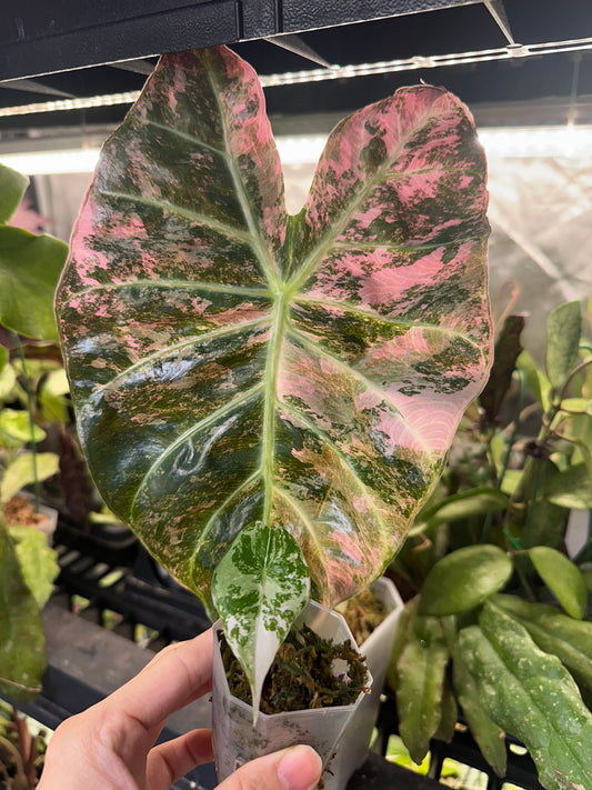 Alocasia Nairobi Nights Pink Albo Variegated CORM