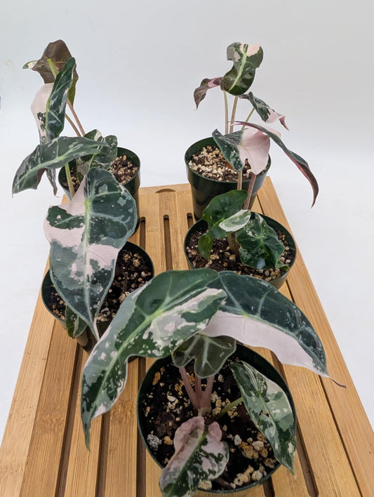 Alocasia Polly Snowflake - Batch #2