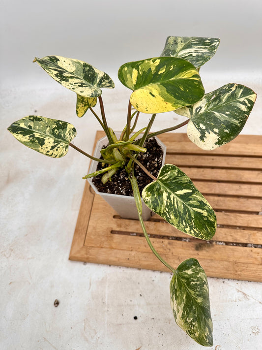 Philodendron Ice Emerald Queen