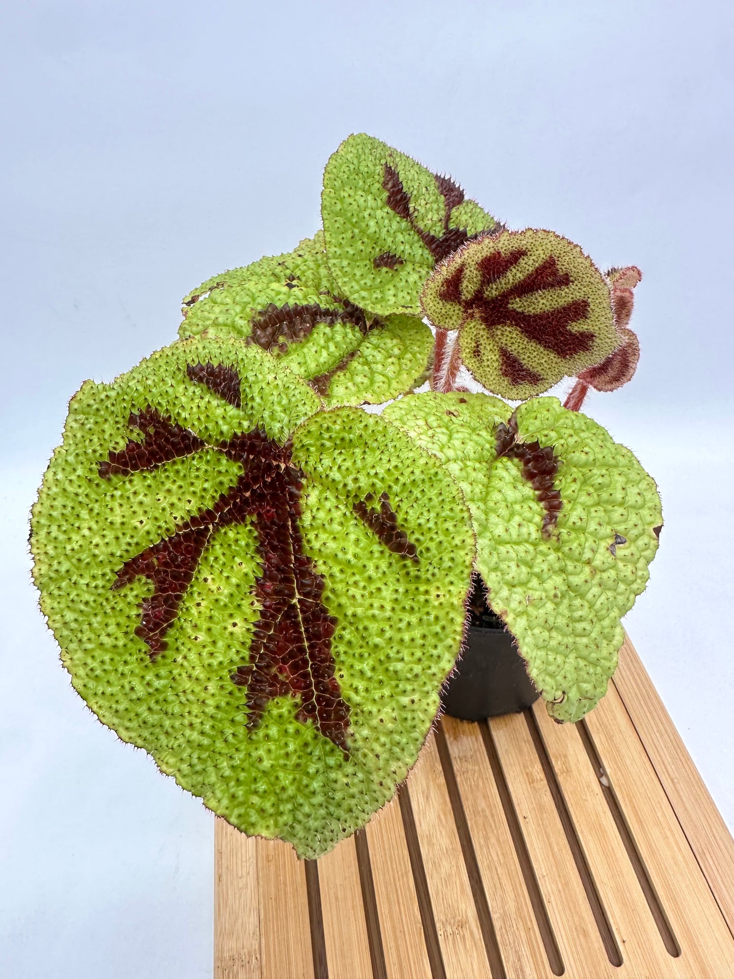 Begonia Iron Cross 07