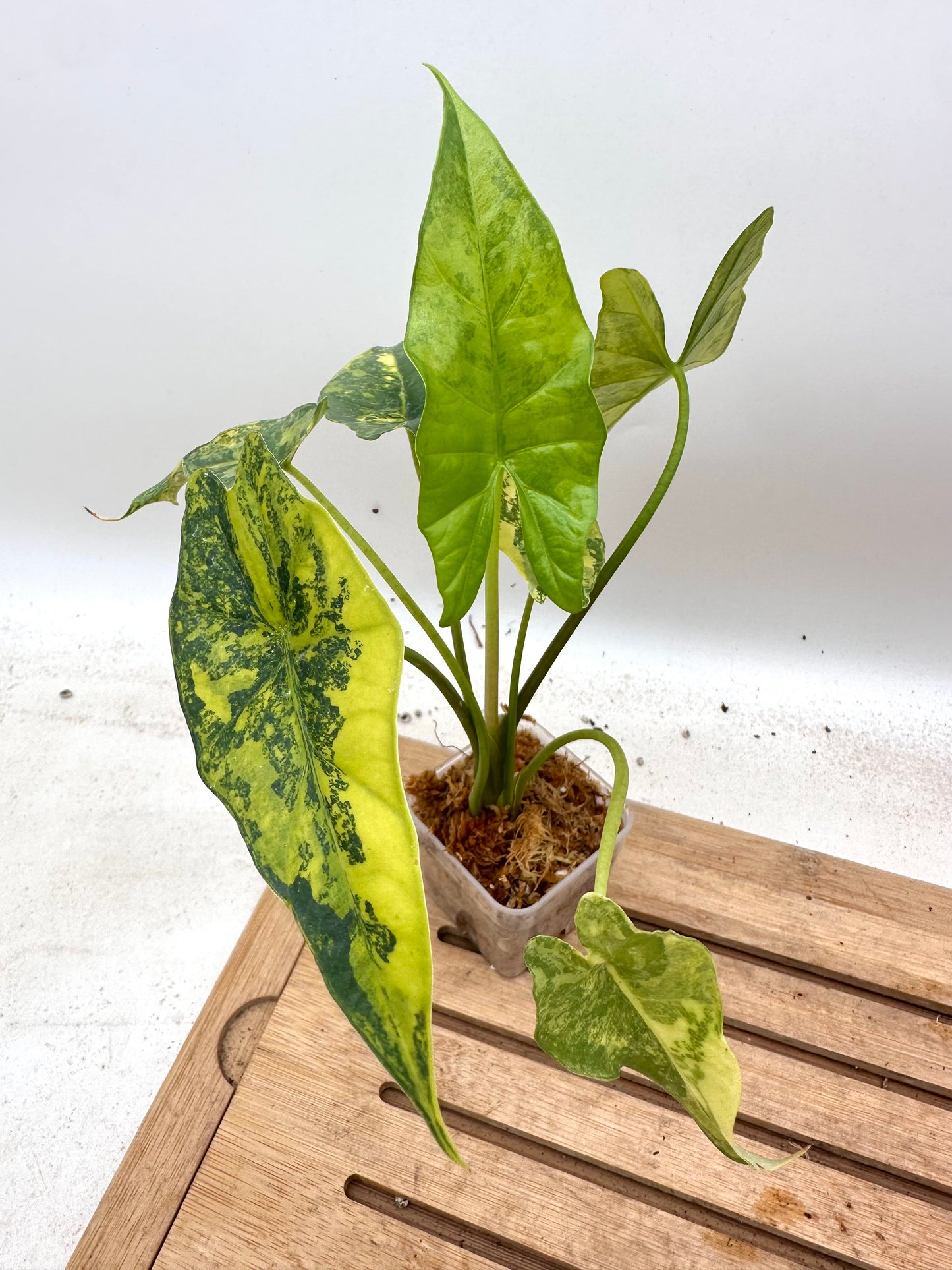 Alocasia Simpo Aurea Variegated