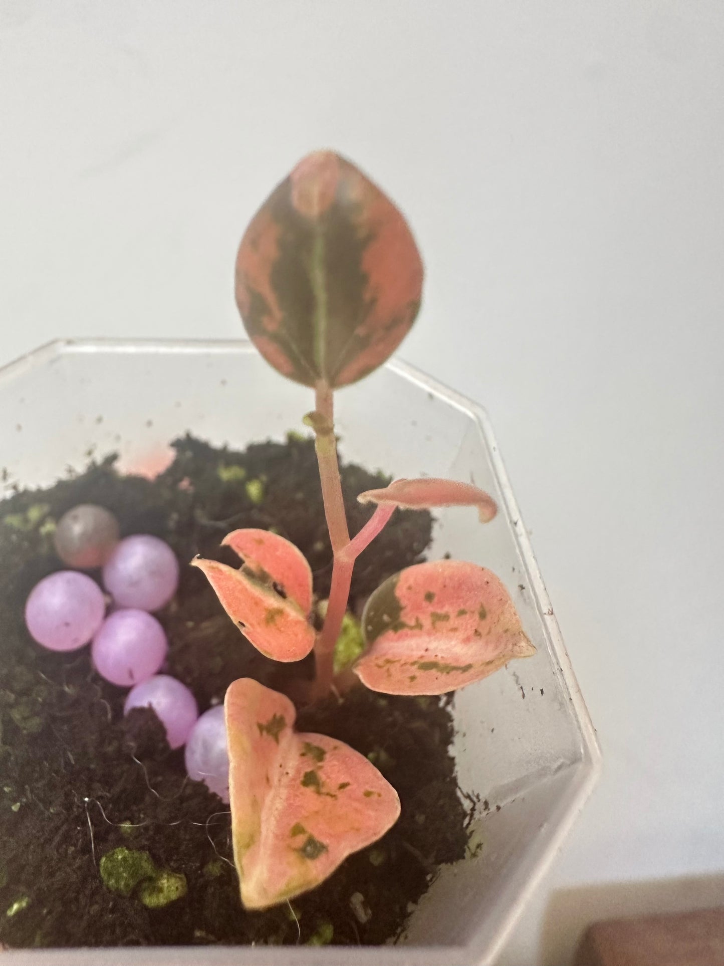 Peperomia Metalica Variegated