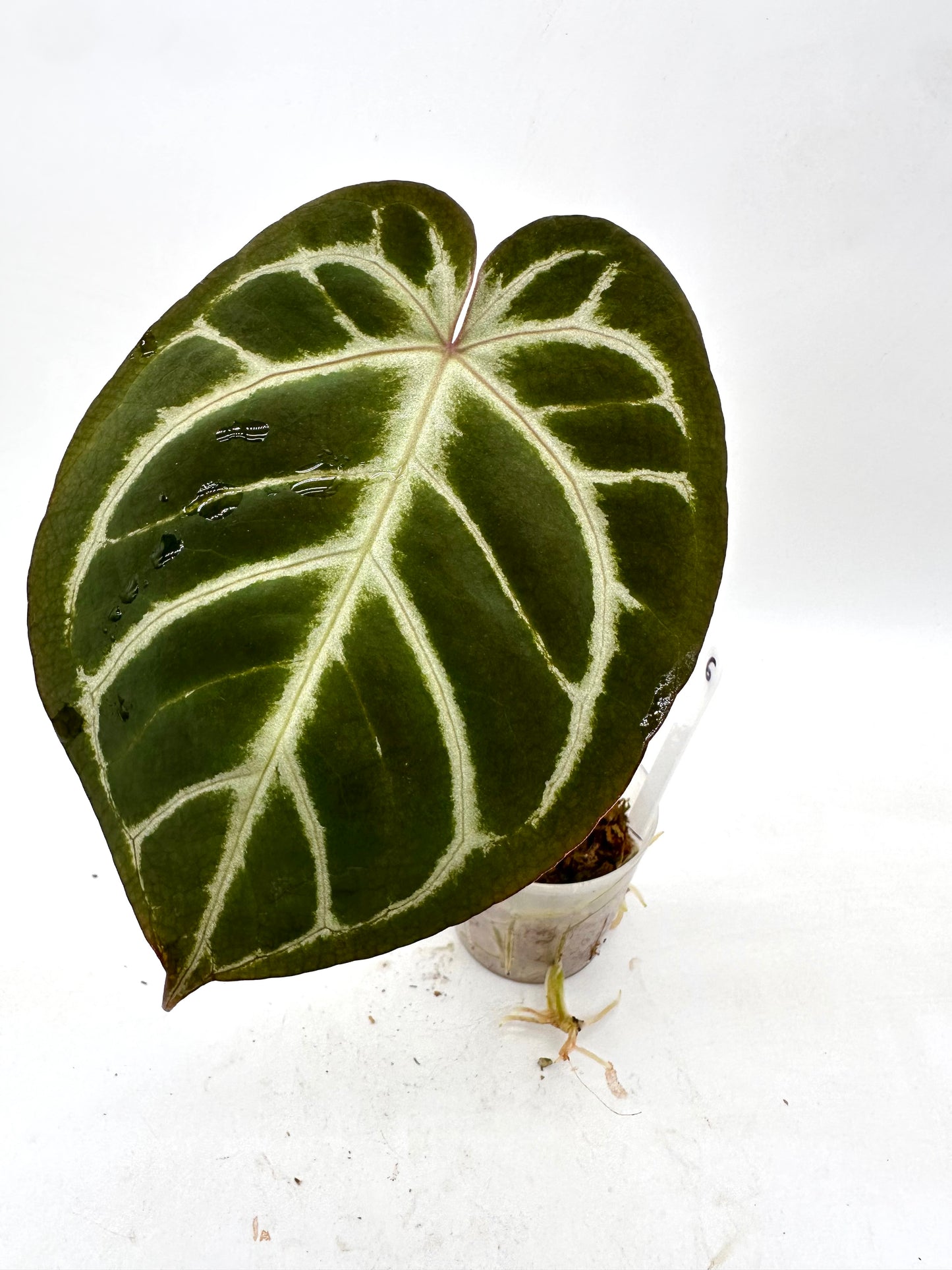 Anthurium Crystallinum X Noid 06
