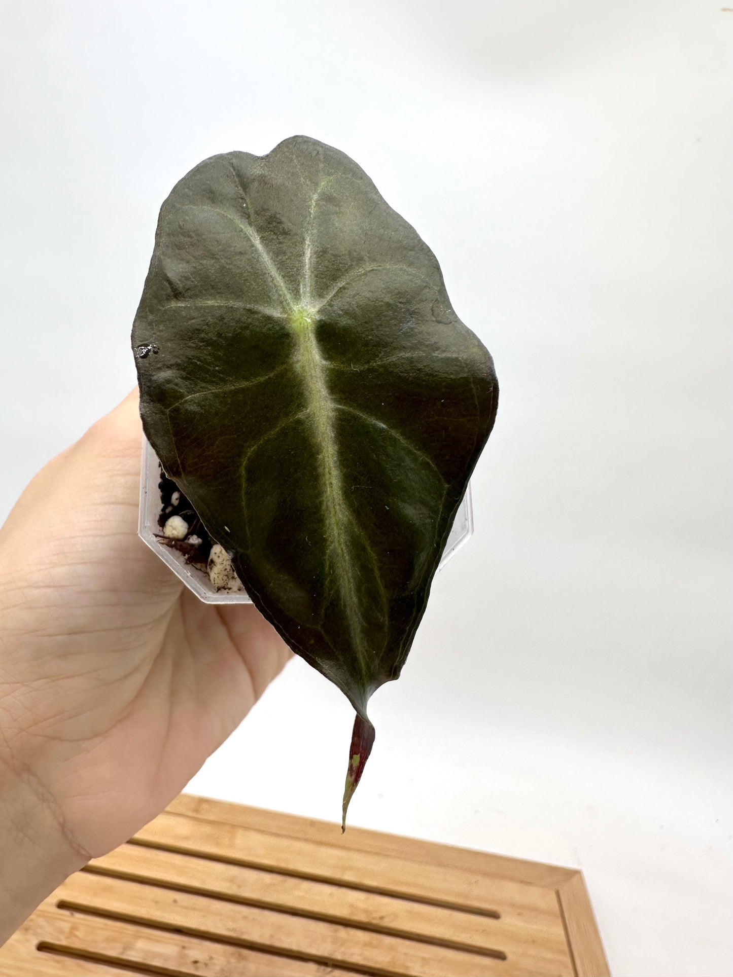 Alocasia Venom - From Corm