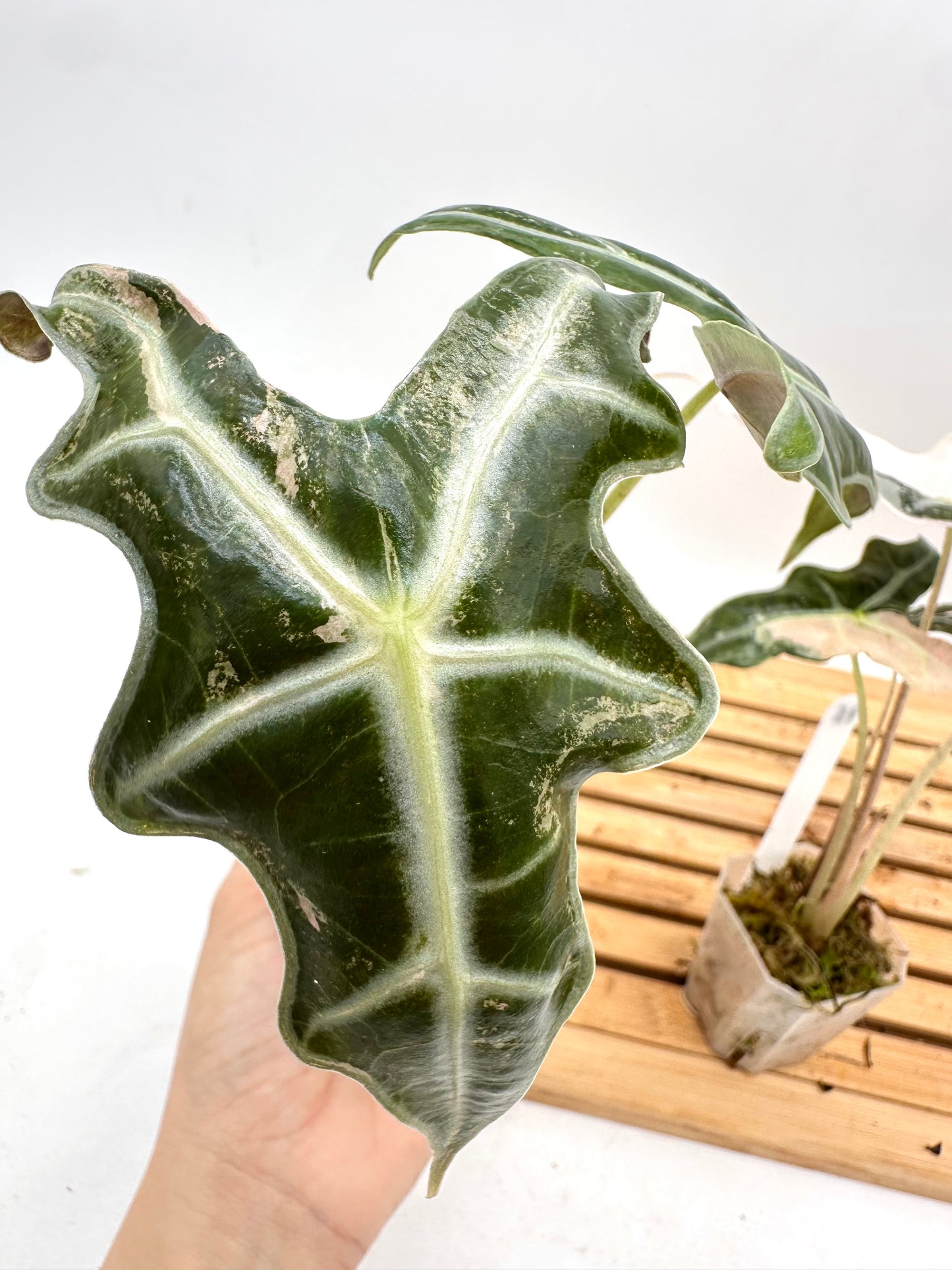 Alocasia Nobilis Pink Variegated 074 075