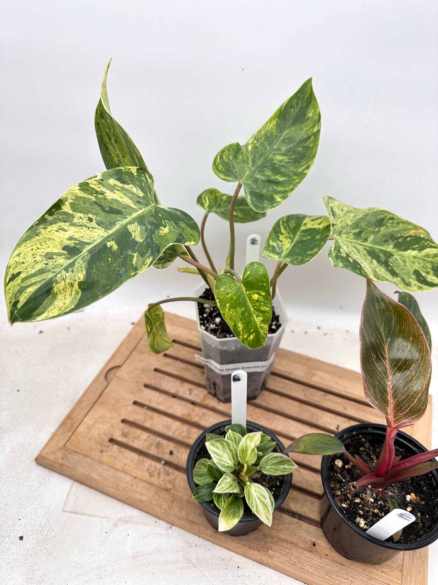 Combo Sale - Philodendron Ice Emerald Queen & Birkin & Birkin Pink