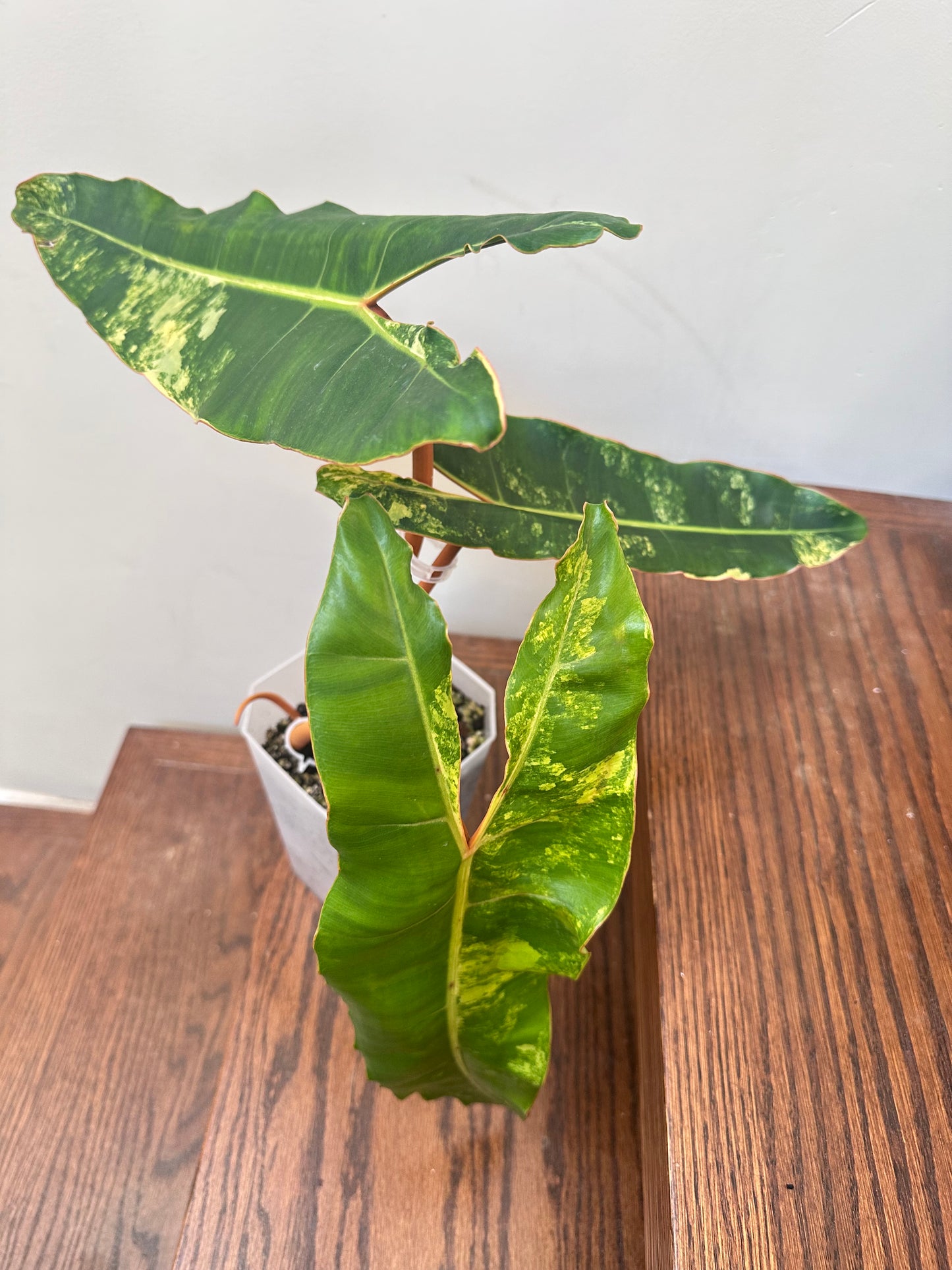 Philodendron Billietiae Variegated - Good Size
