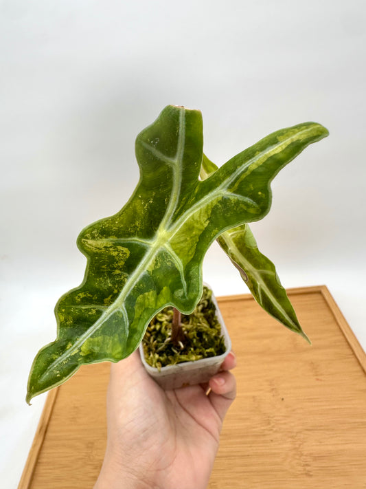 Alocasia Nobilis Variegated