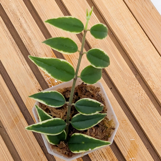 Hoya Bella Outer Variegated