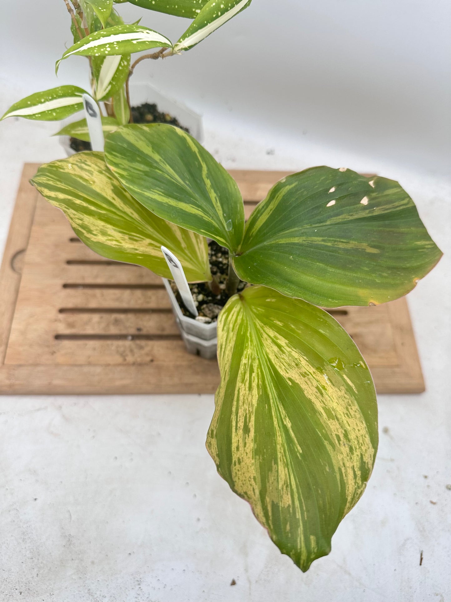 Combo Sale - Variegated Kaempferia & Dracaena ‘Milky Way’