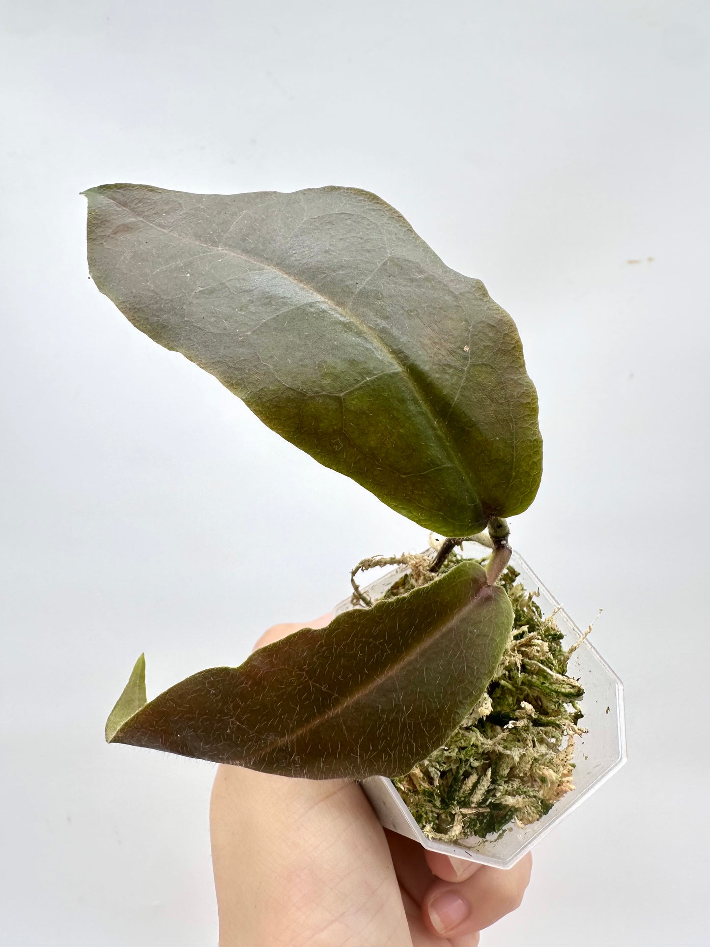 Hoya Versgeetii