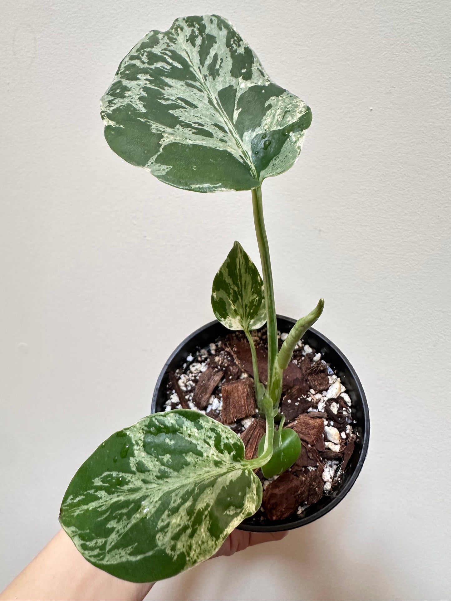 Monstera Bulbasaur - F