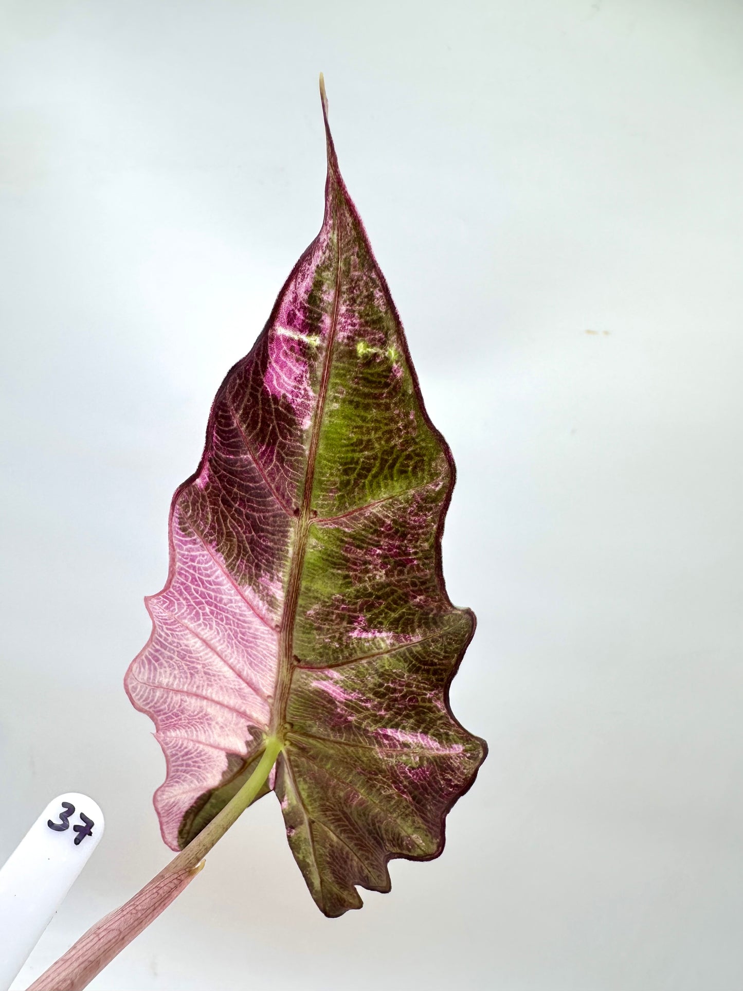 Alocasia Polly Pink Variegated - Clearance