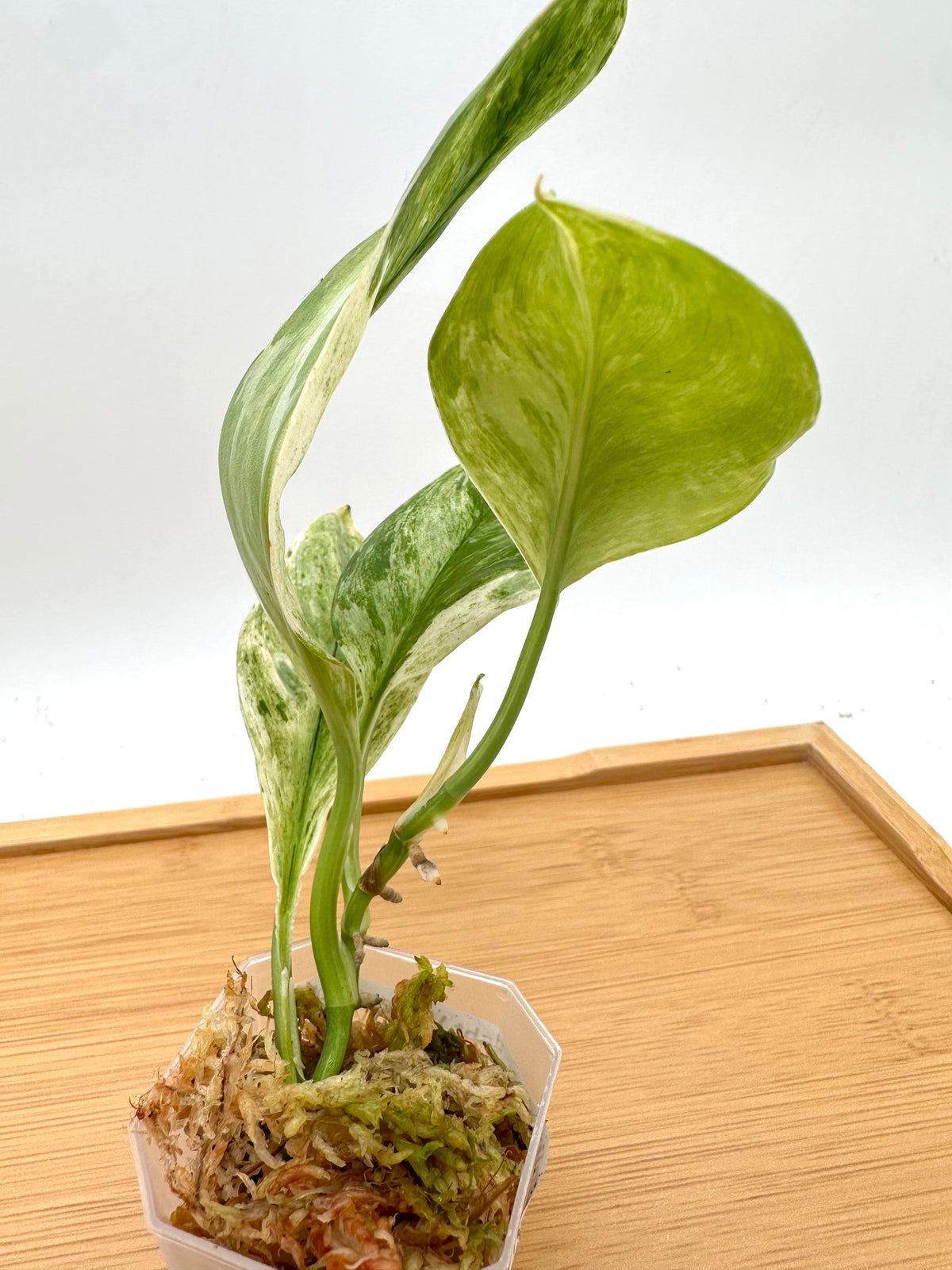 Scindapsus Treubii Variegated