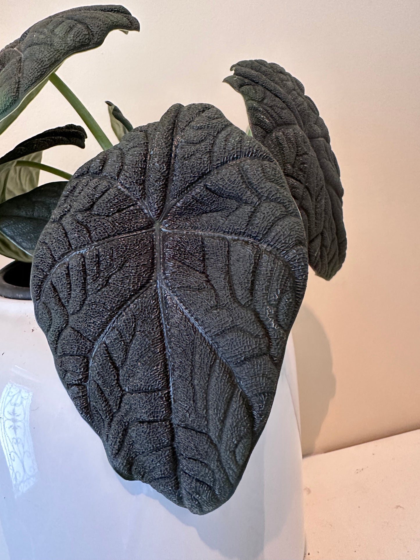 Alocasia Melo CORM