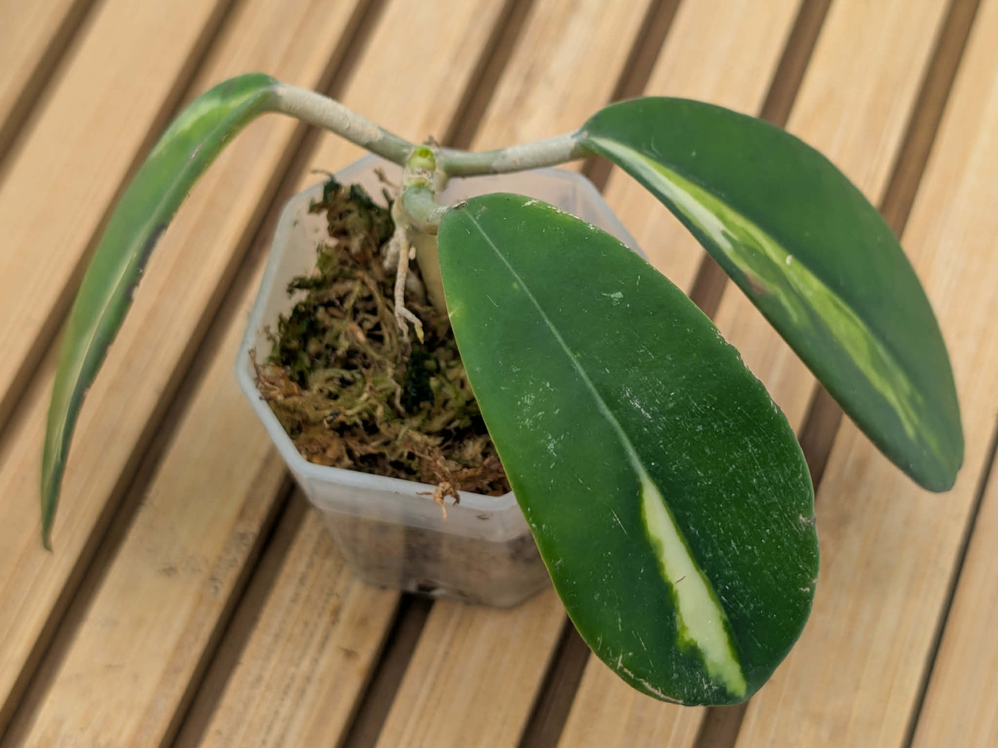 Hoya Diversifolia Maharini