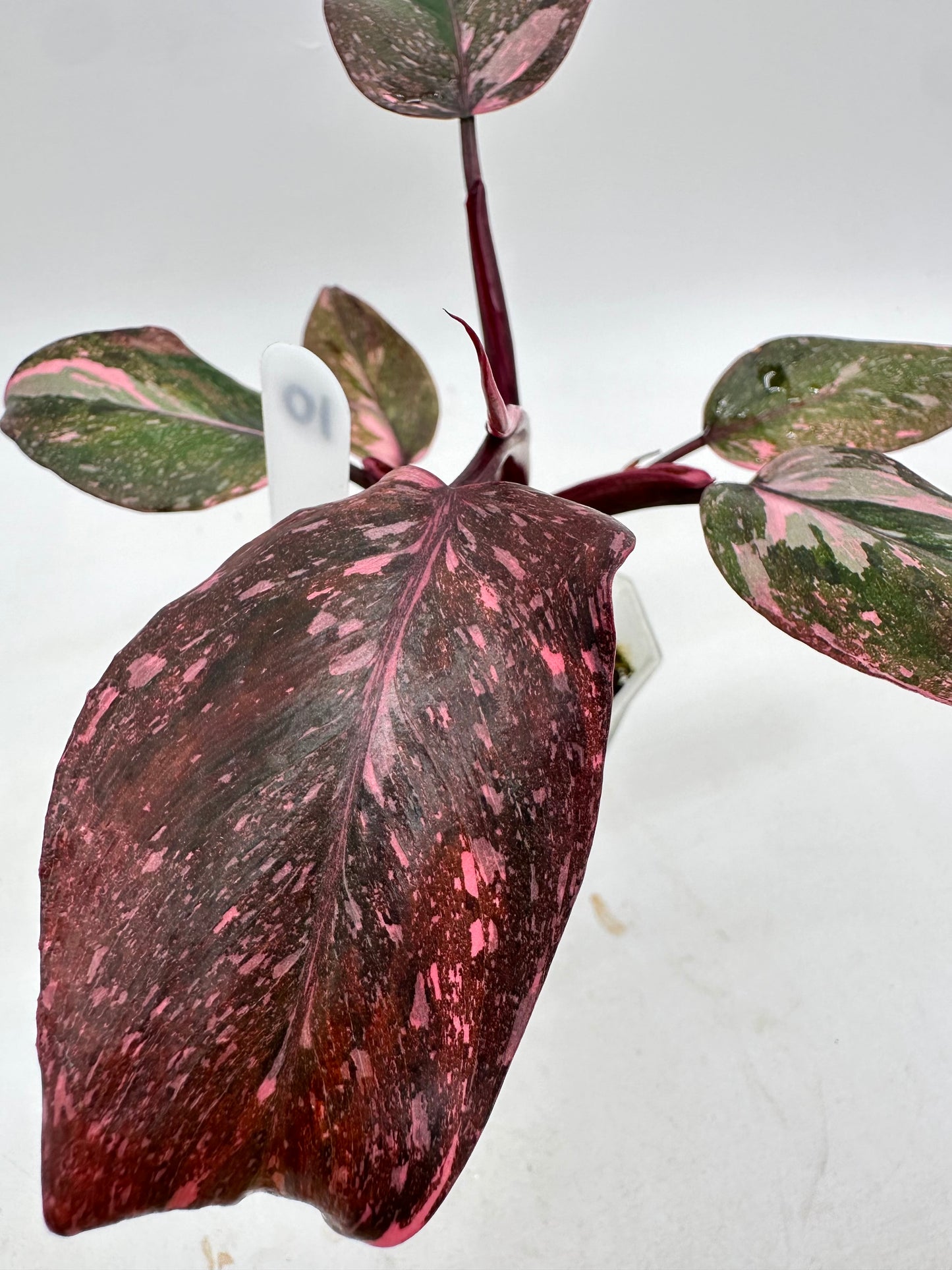 Philodendron Pink Princess Marble King 010