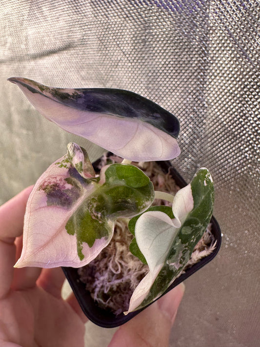 Alocasia Heart Balloon Pink Variegated