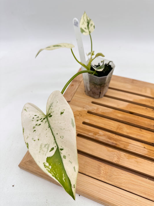 Philodendron Ilsemanii - Grown From Top Cutting 092