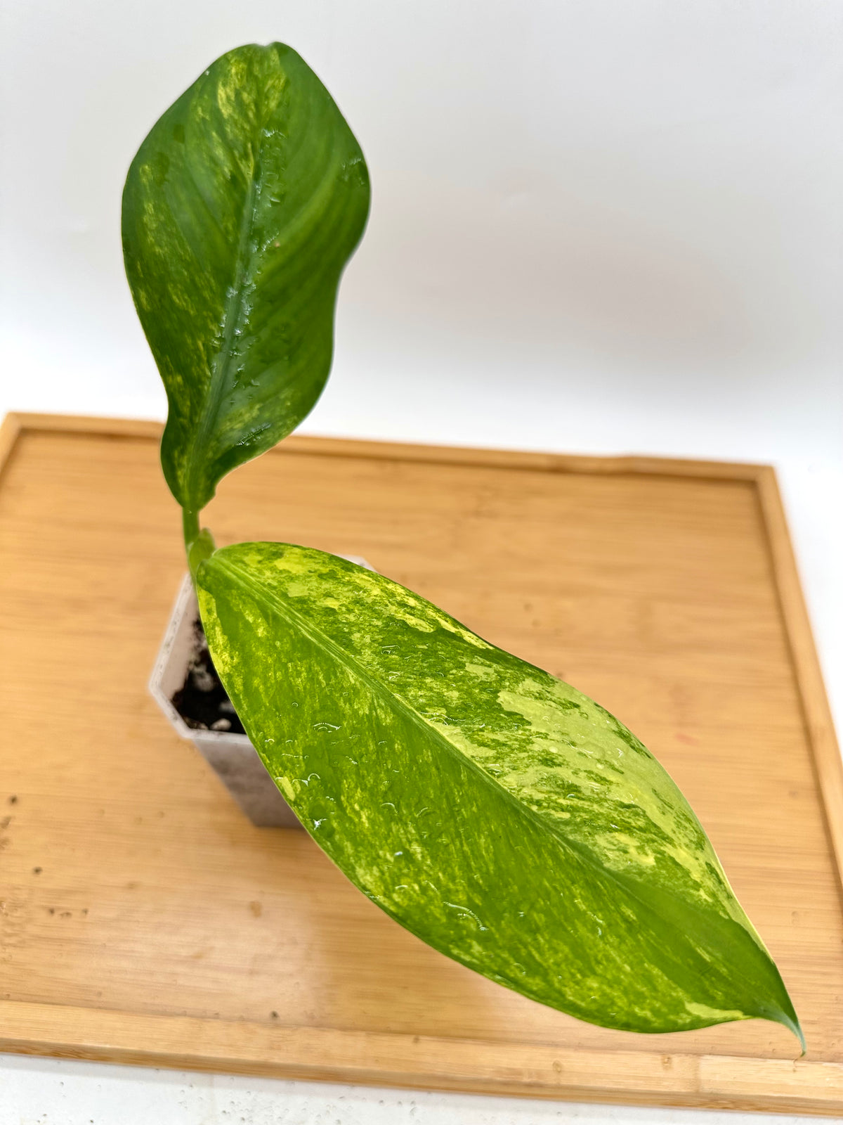 Dieffenbachia ‘Big Ben’ Variegated
