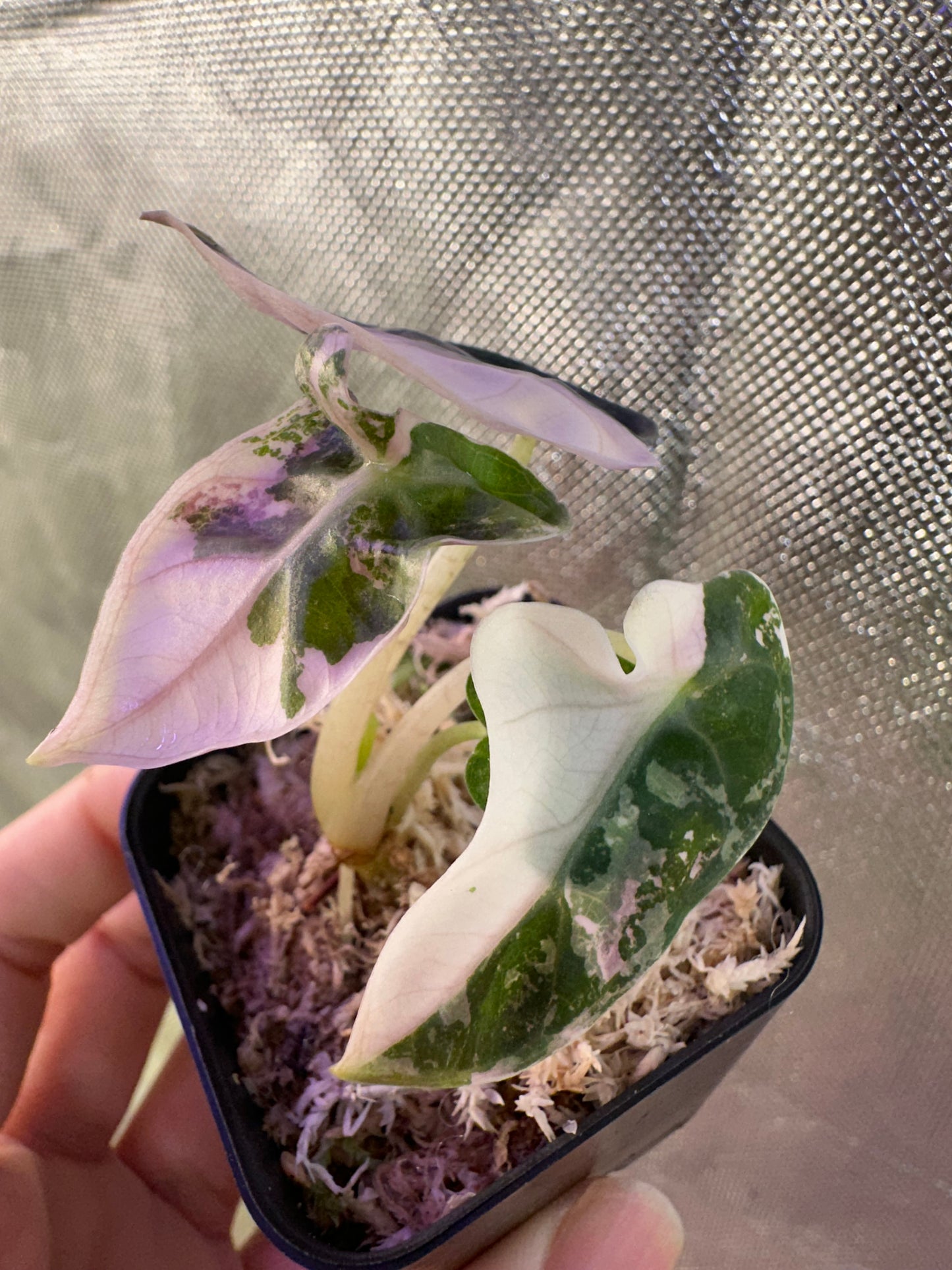 Alocasia Heart Balloon Pink Variegated
