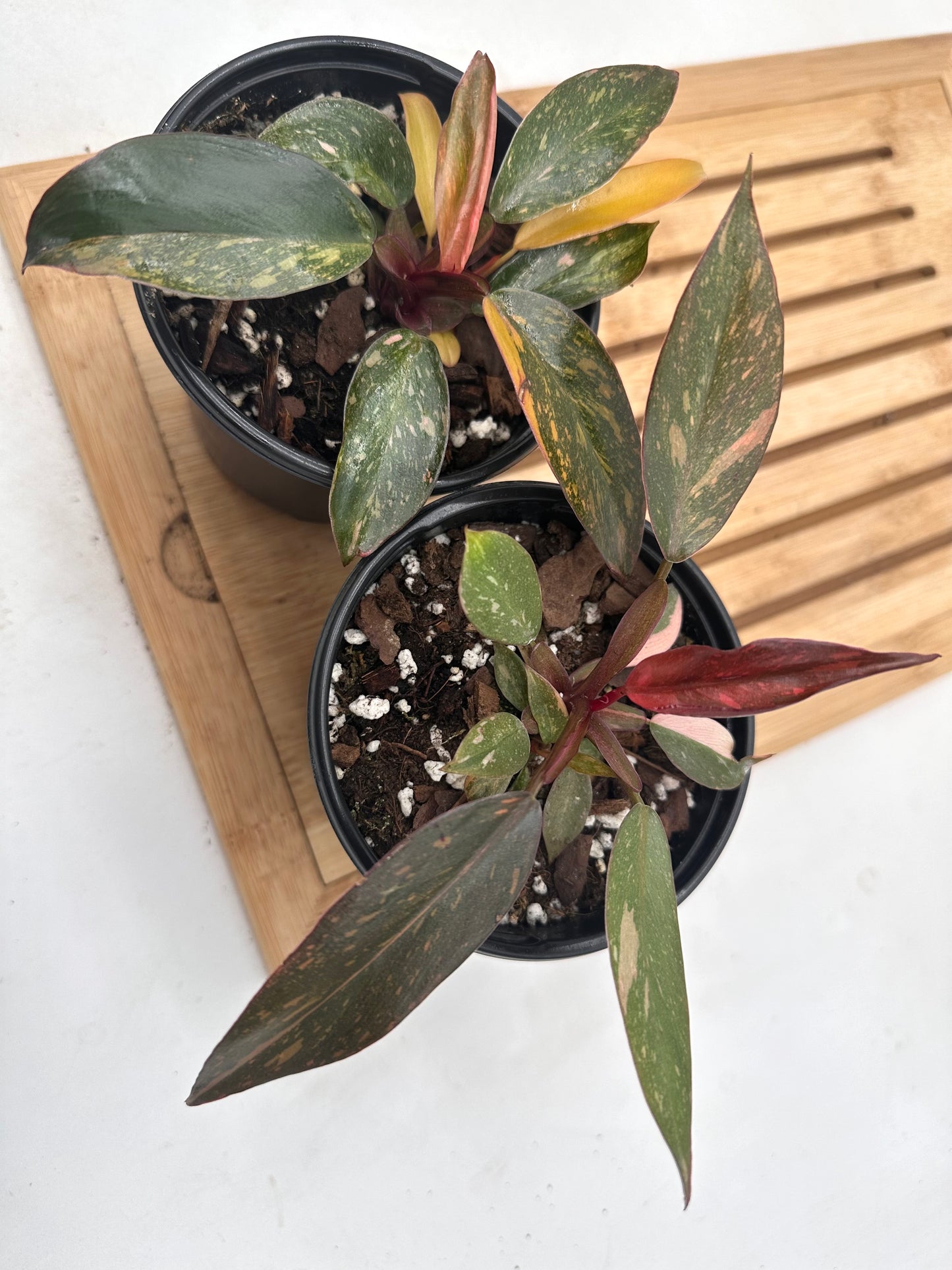 Thanksgiving Sales - Variegated Philodendron Orange Princess with babies