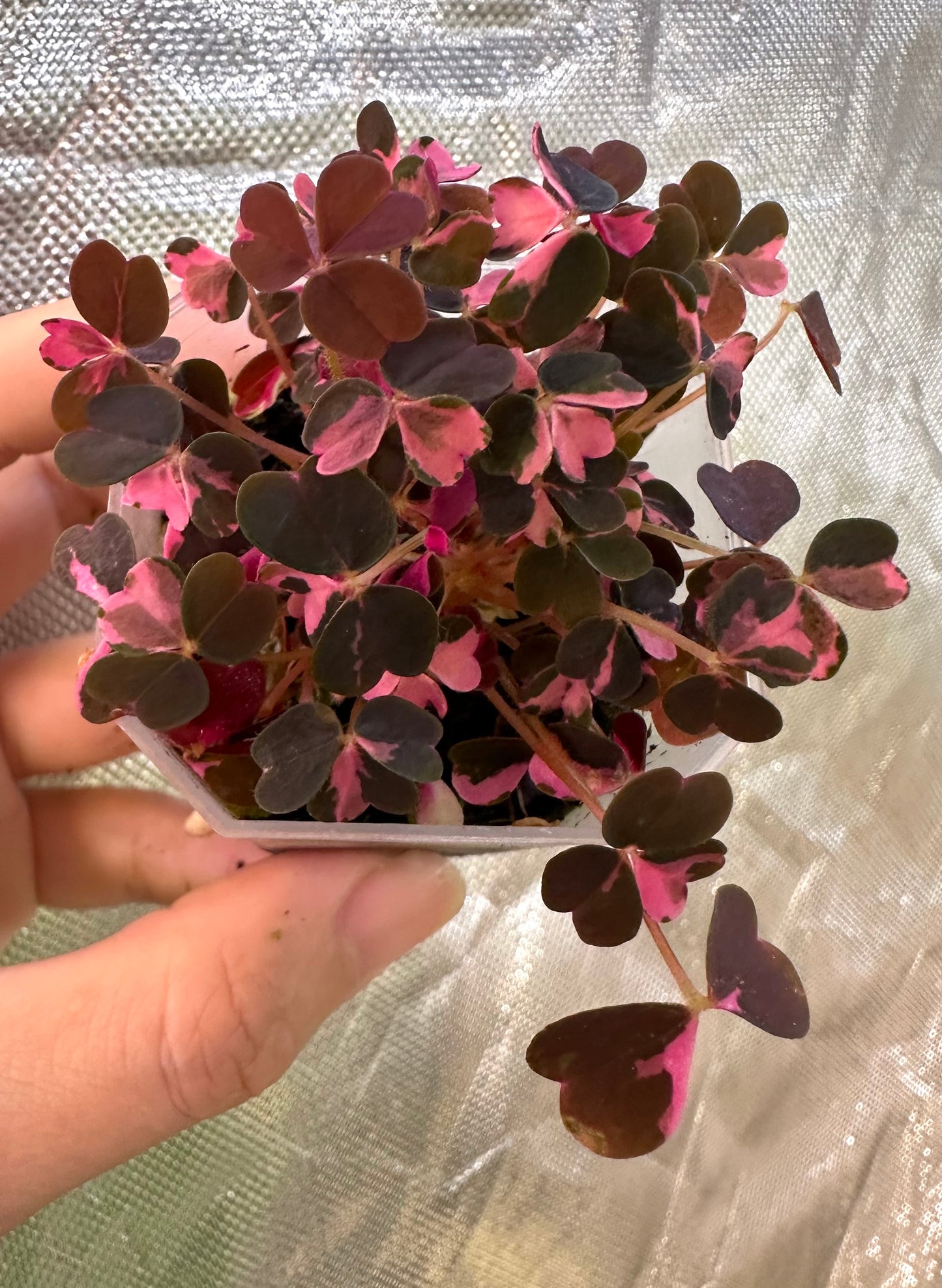 Oxalis ‘Plum Crazy’ Pink Variegated - Multiple growths