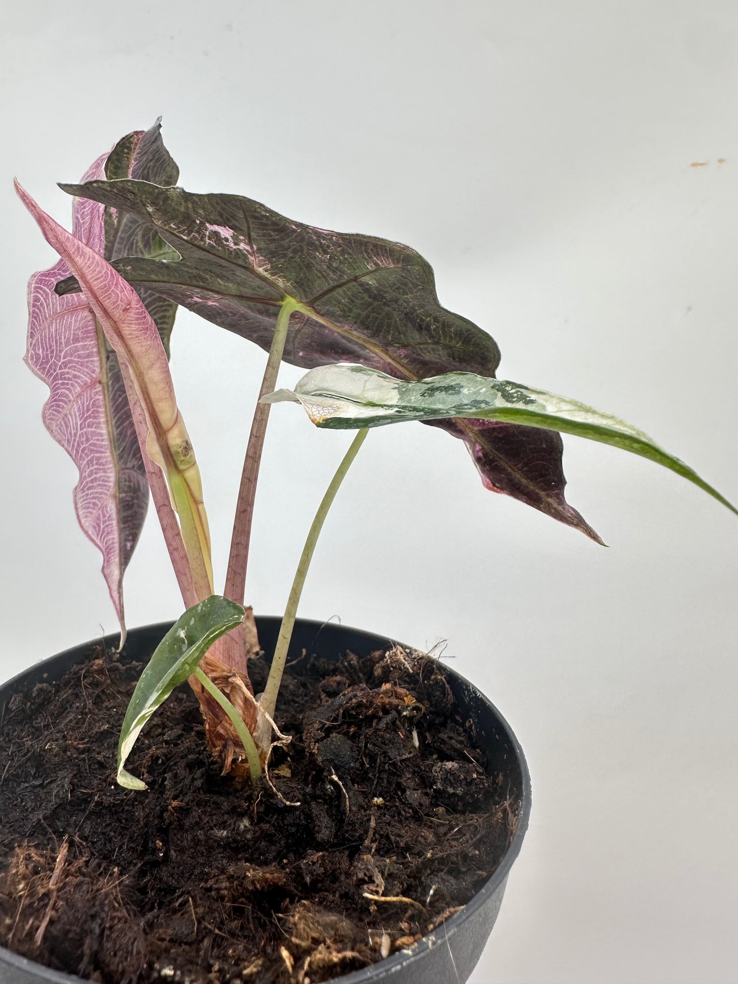 Alocasia Polly Pink Albo Variegated