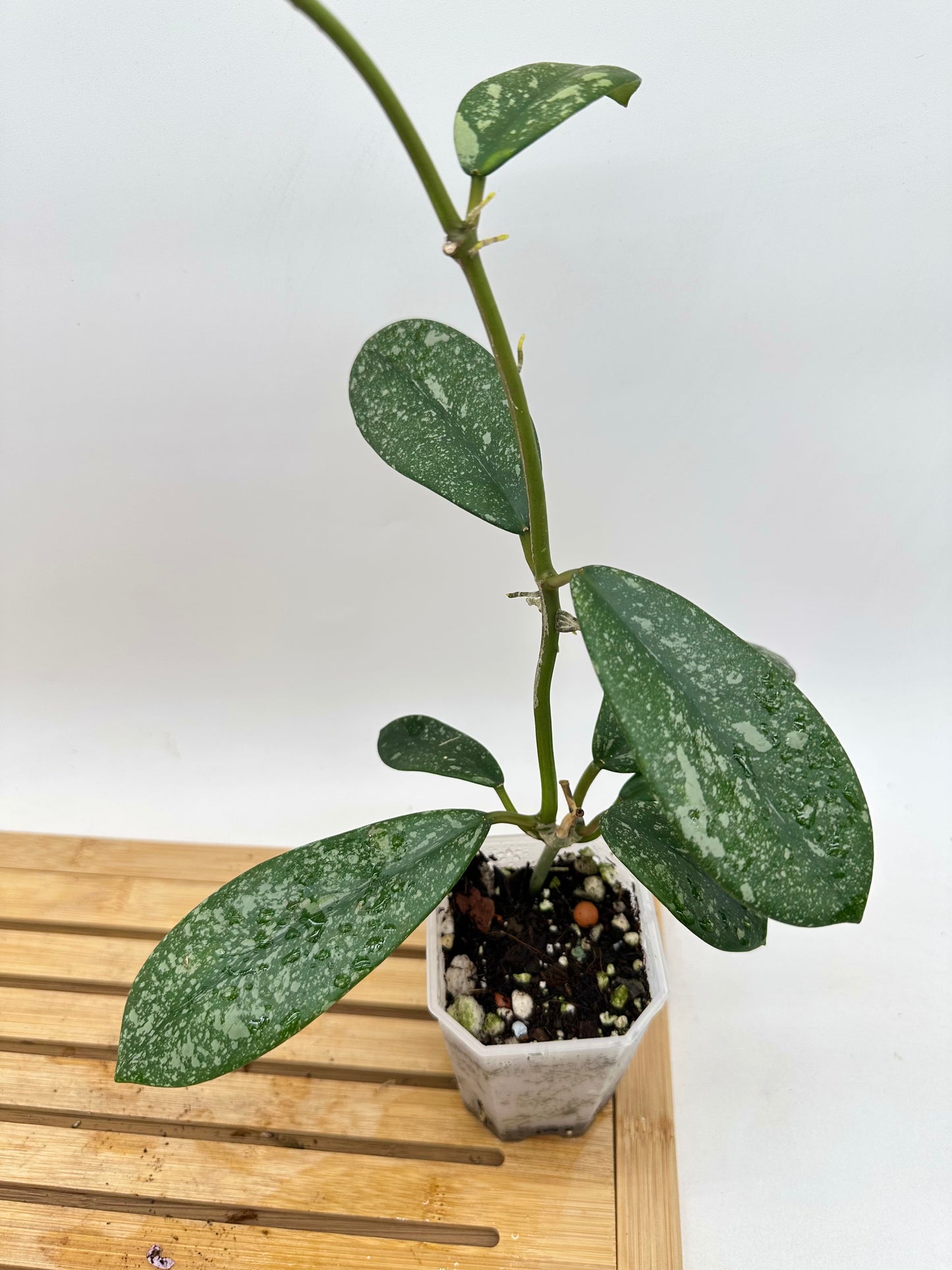 Hoya diversifolia Splash