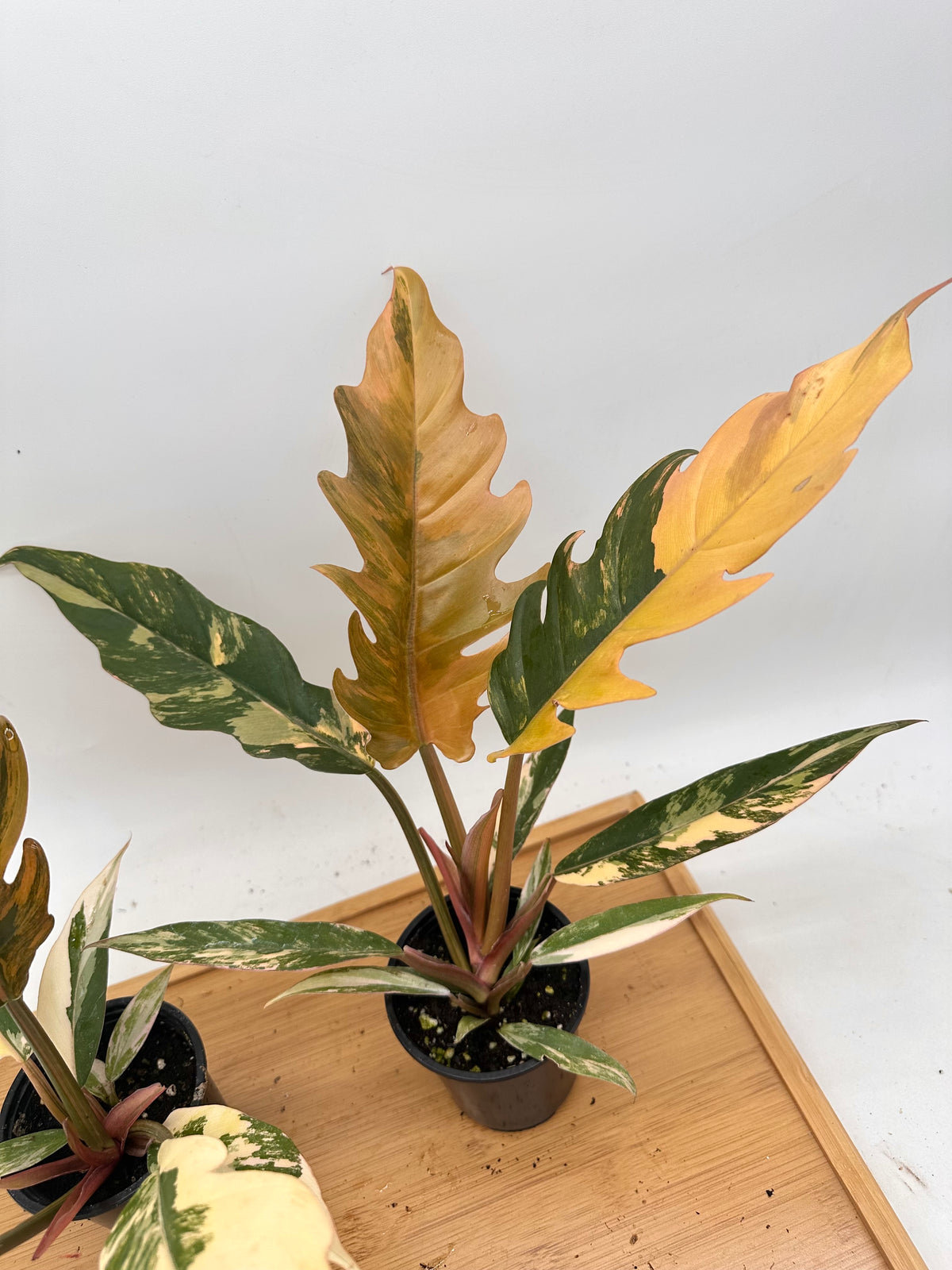 Philodendron Caramel Marble Variegated