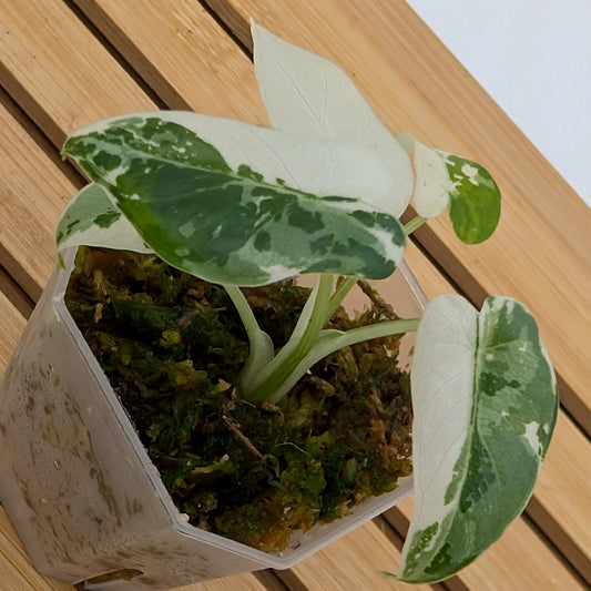 Alocasia Okinawa Silver - 2” pot