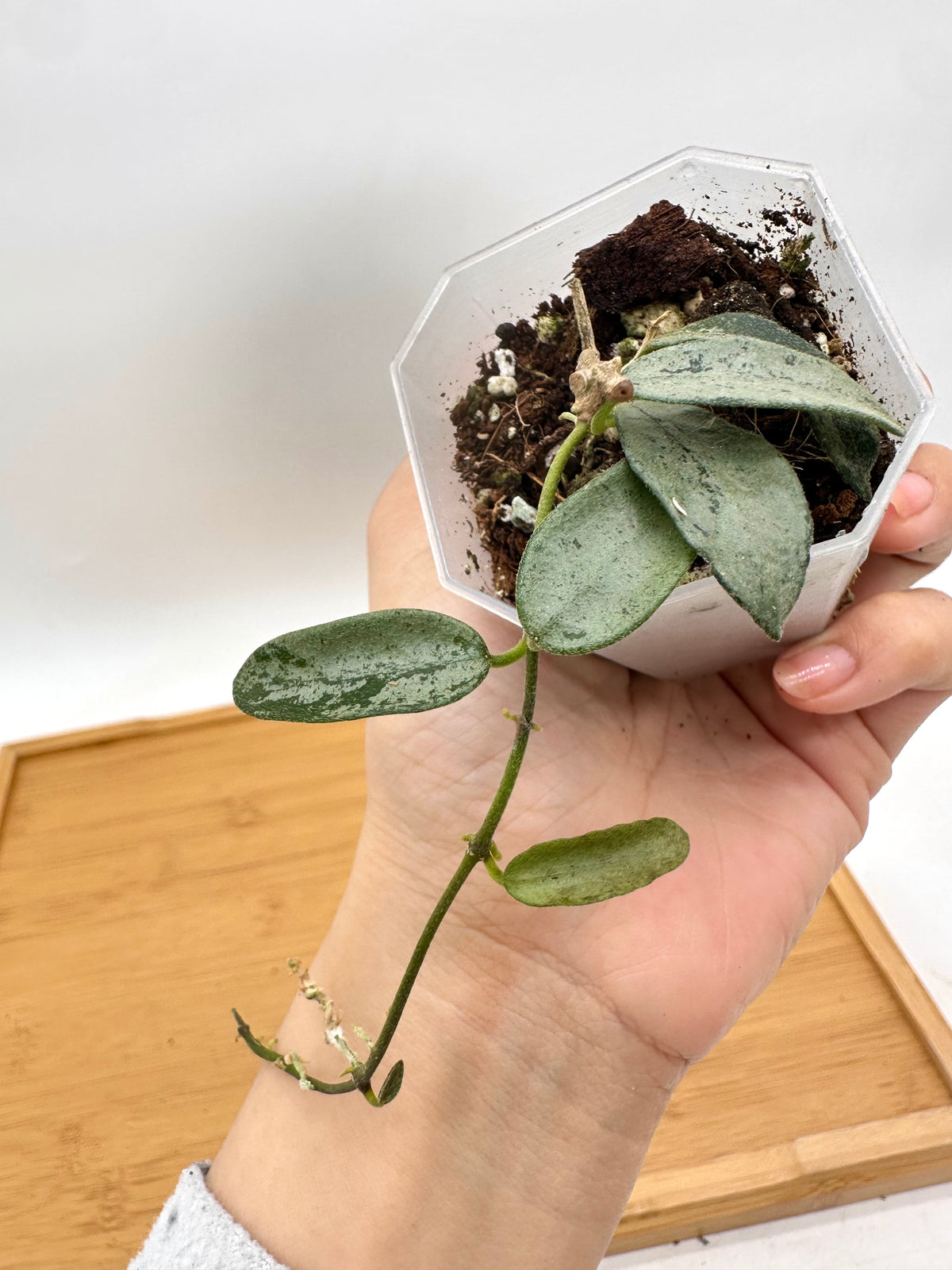 Hoya Lima Silver