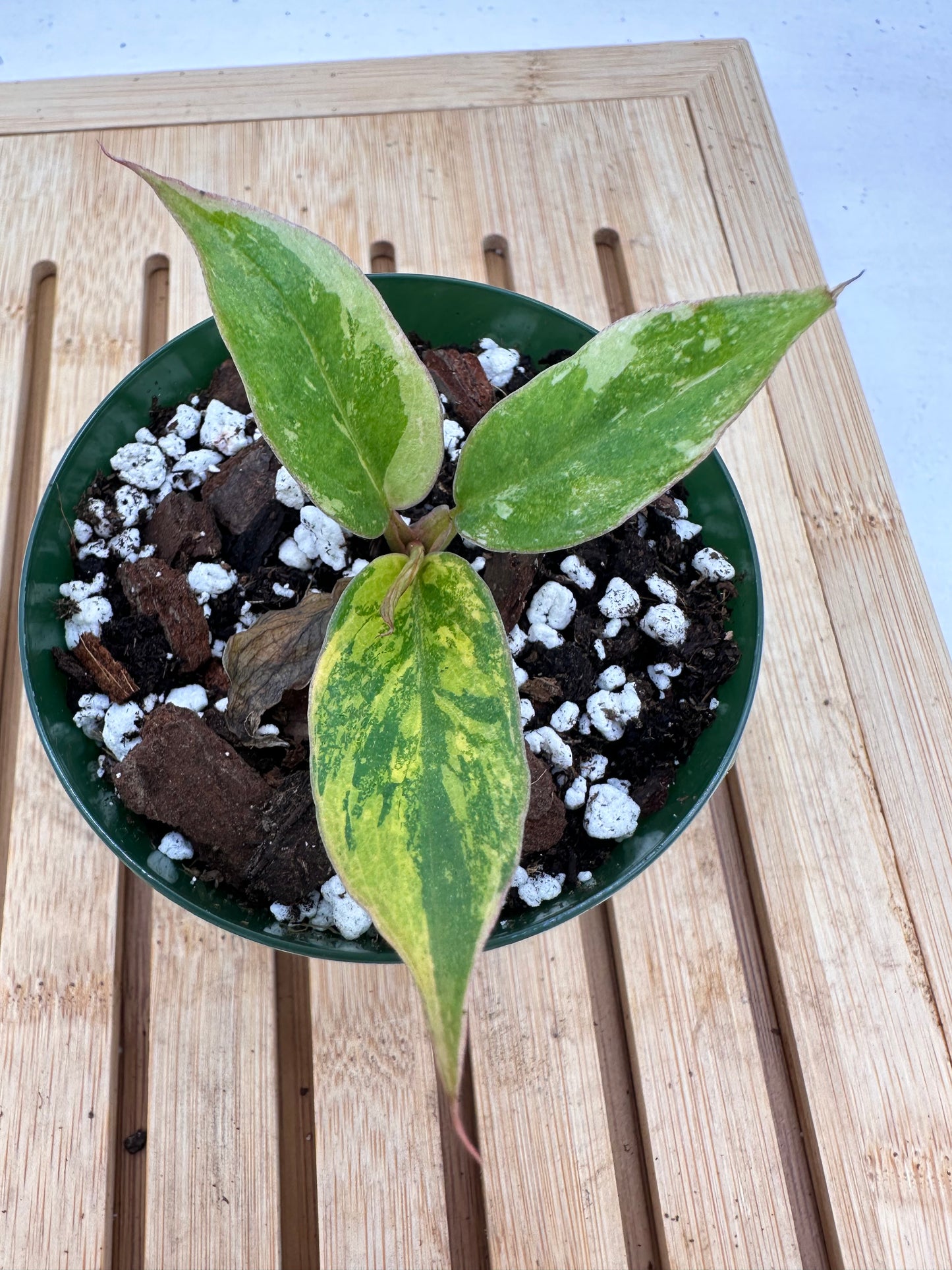 Variegated Philodendron Caramel Marble