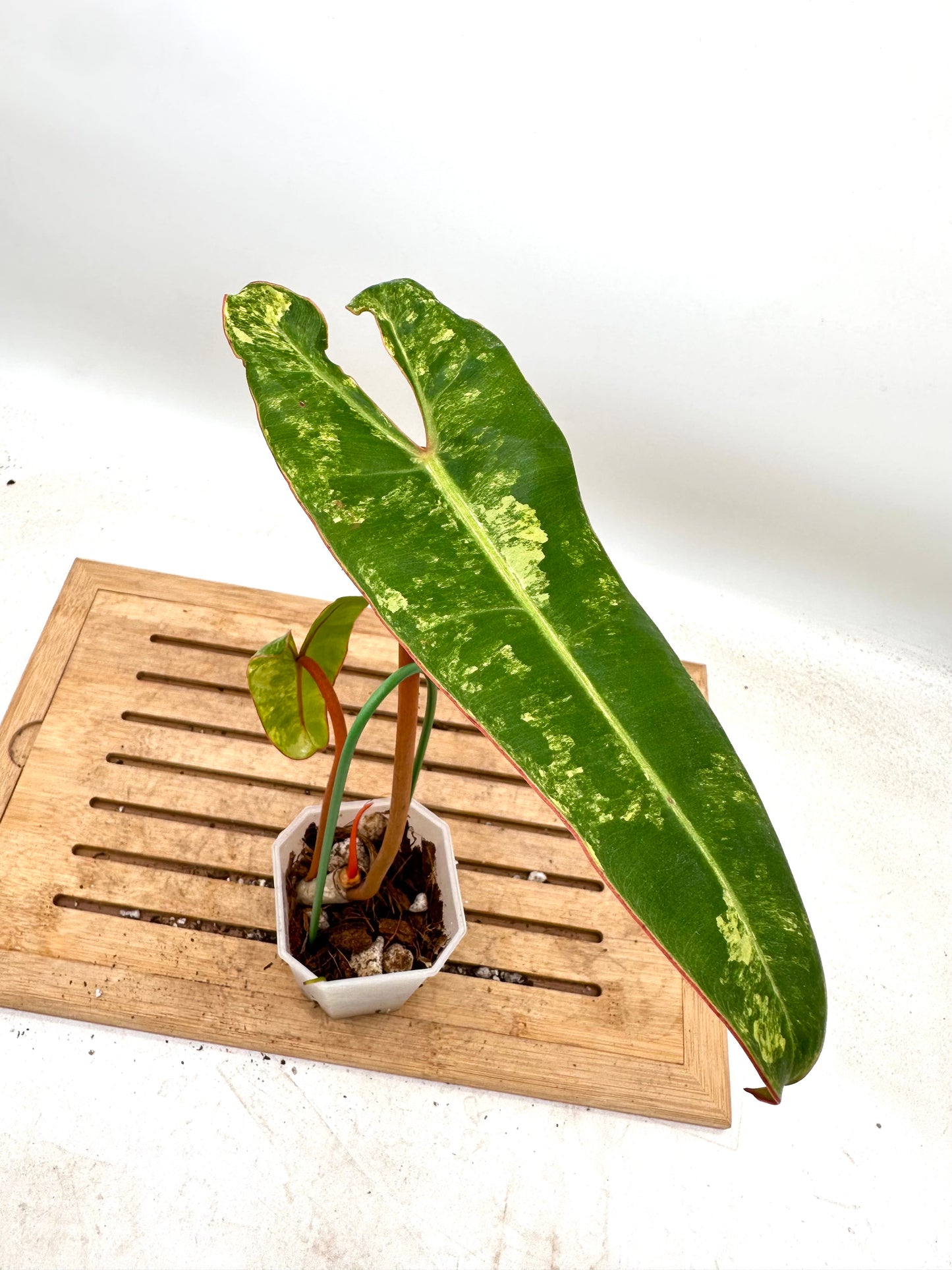 Philodendron Billietiae Variegated
