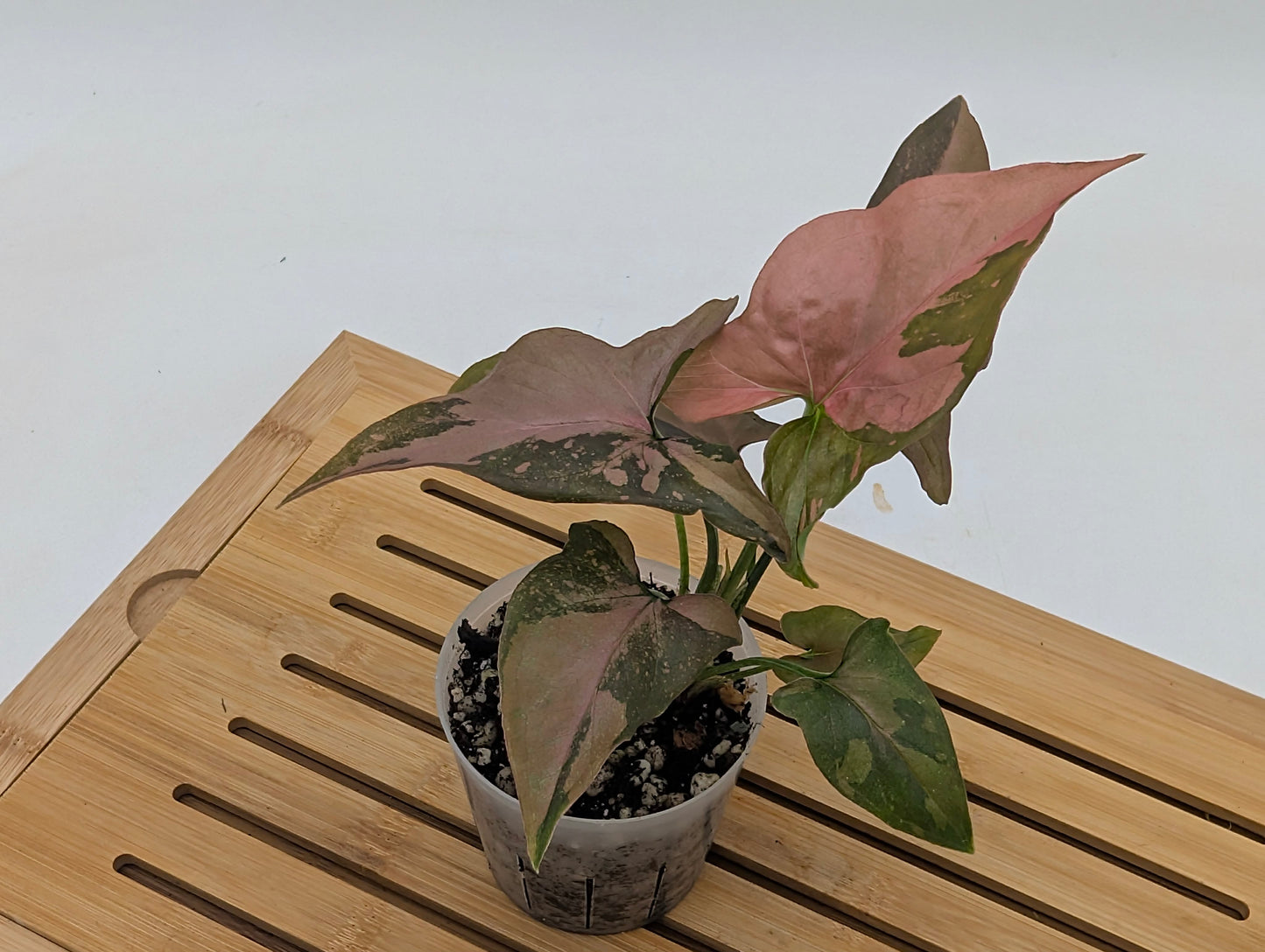 Syngonium Chocolate Pink Galaxy