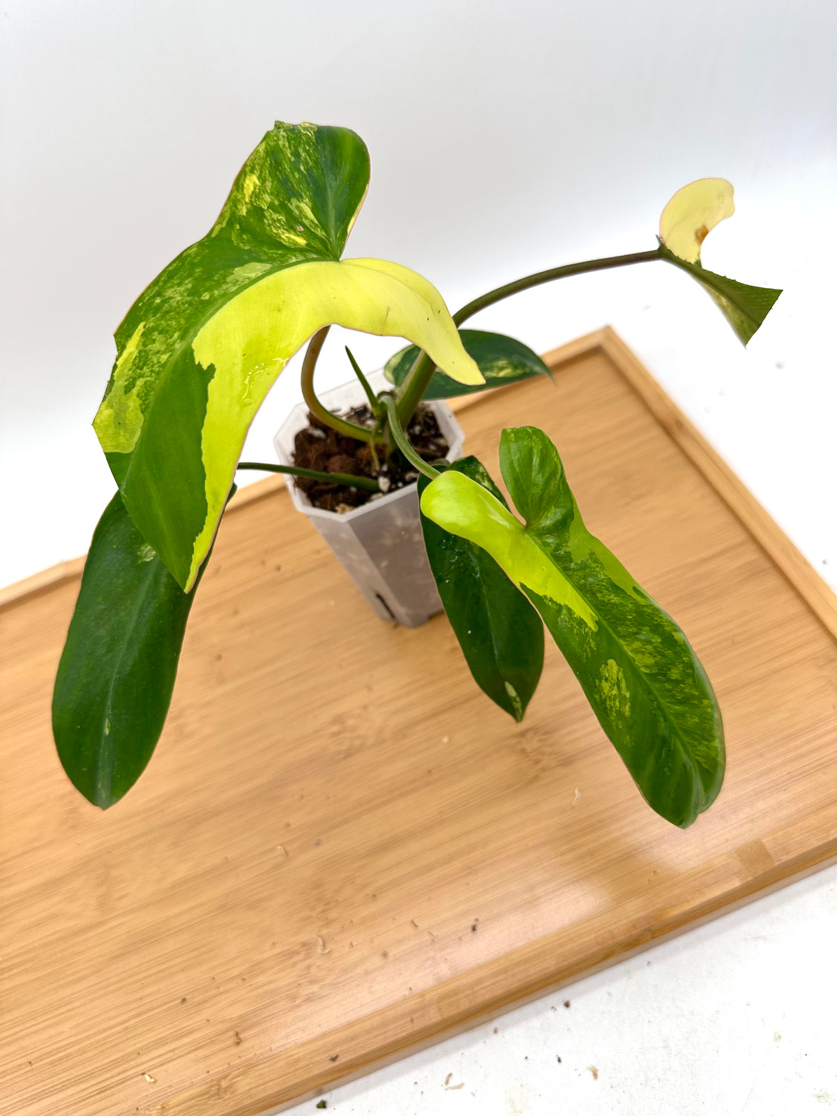 Philodendron FB x Paraiso Verde Variegated
