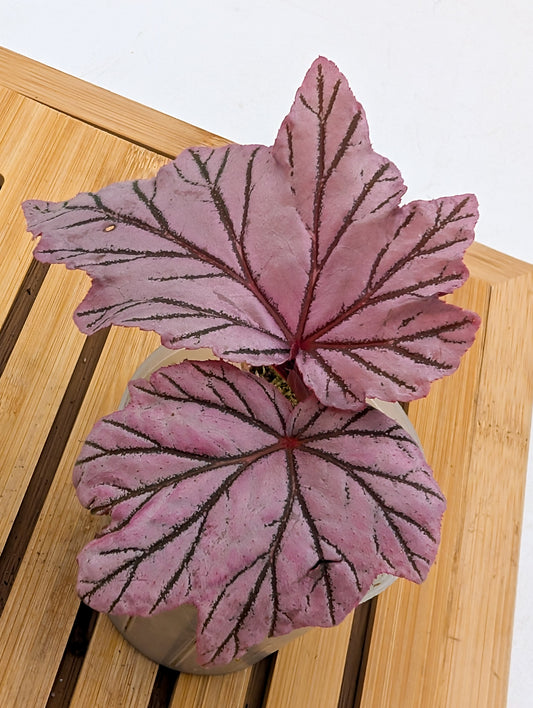 Begonia Lamoon - Fragile ❗️