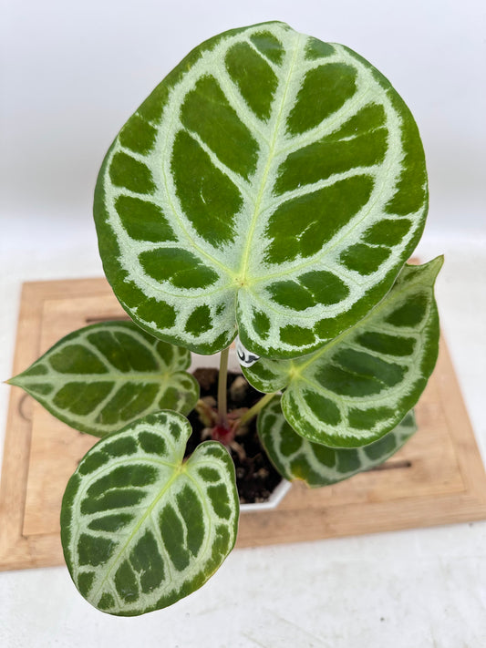 Anthurium Red Tiger Mutant - Good Size - Thanksgiving Sale 💚