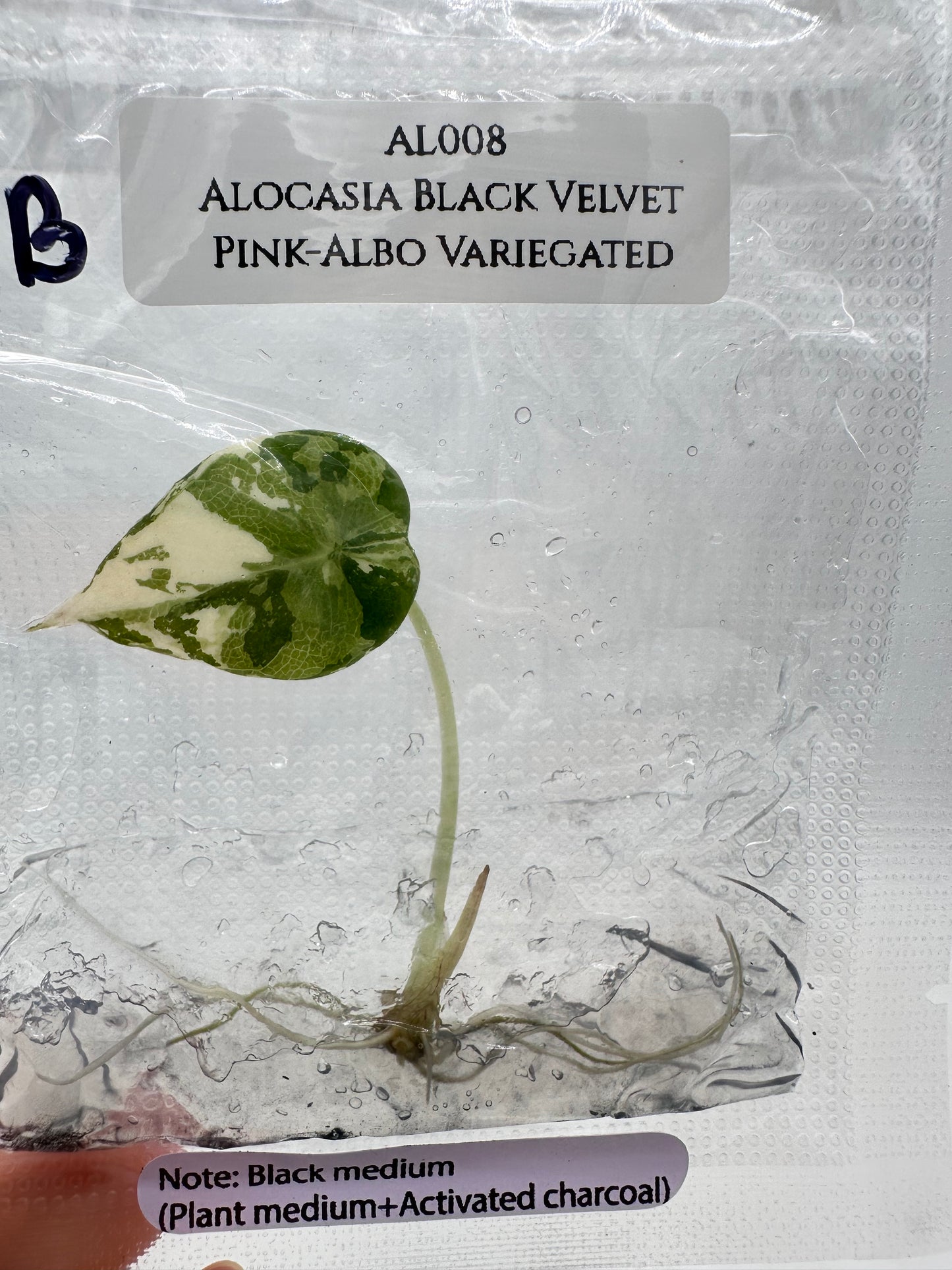 Tissue Culture - Alocasia Black Velvet Pink Albo Variegated