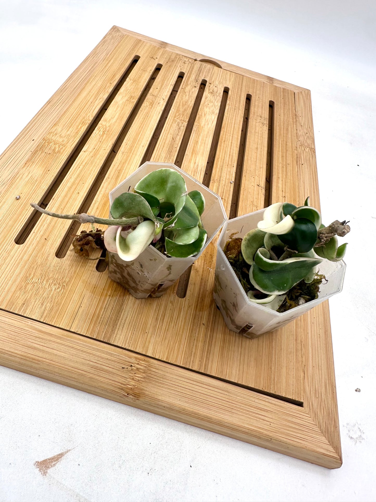 Hoya Compacta Hindu Rope Albo Variegated