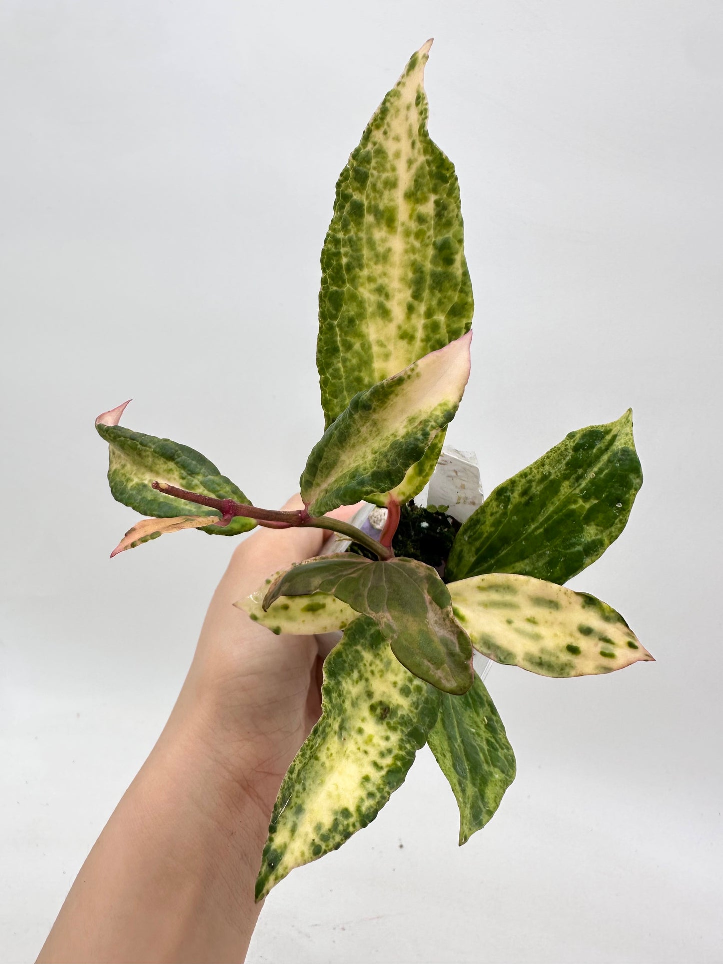 Hoya Crocodile - 5+ nodes