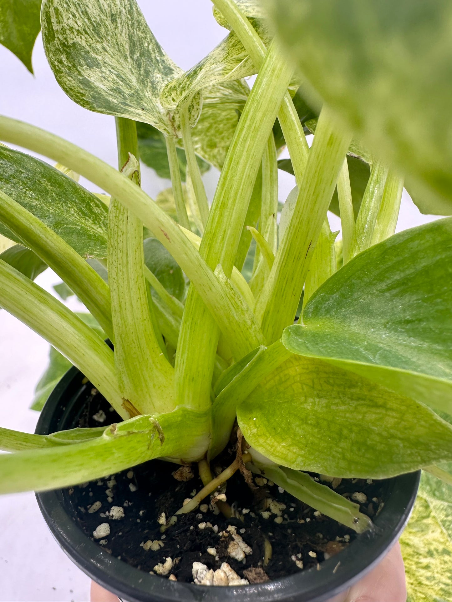 Philodendron Giganteum Blizzar Variegated (Multiple Plants/Growths in each pot)