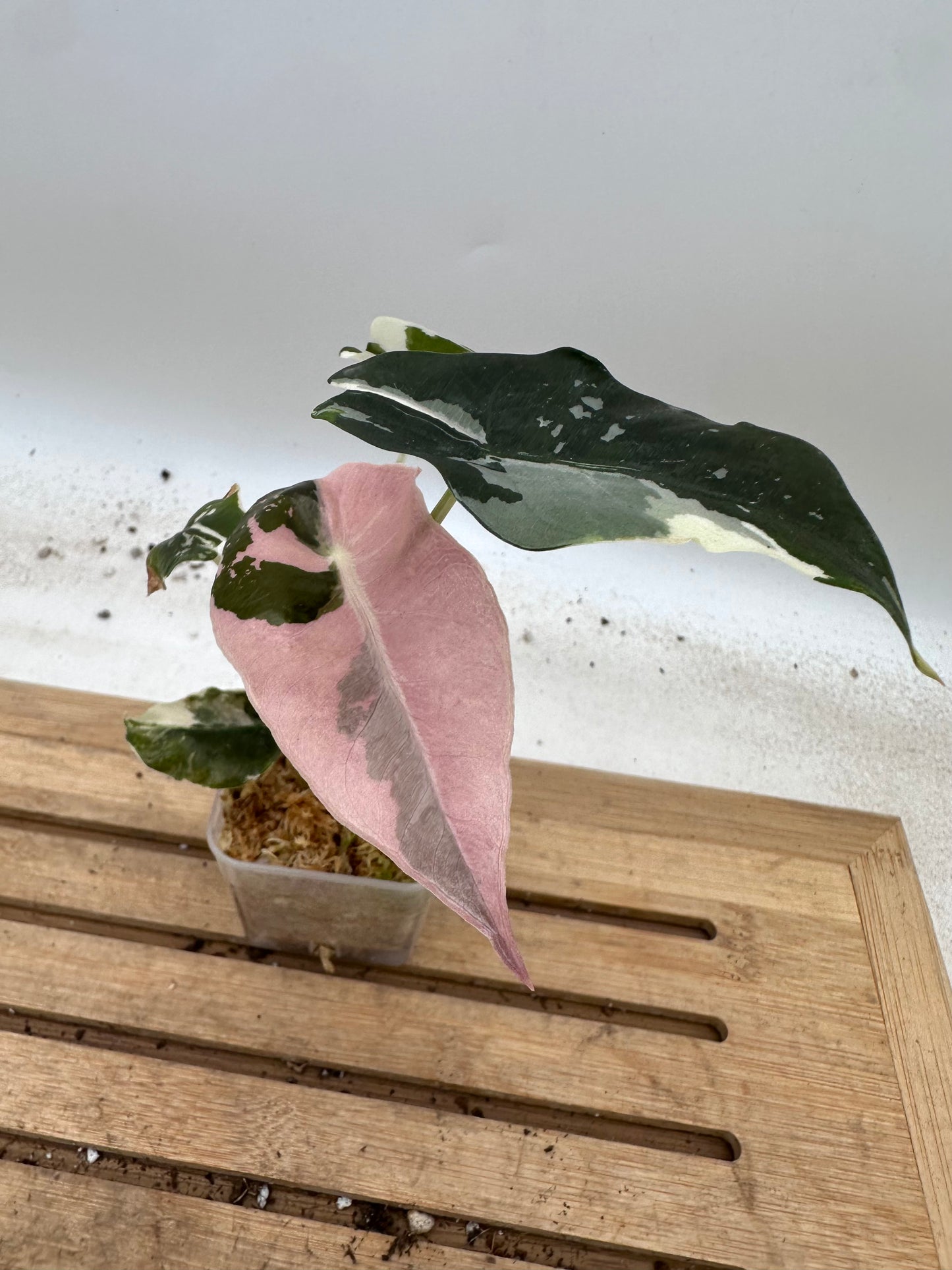 Alocasia Chantrieri Pink Variegated