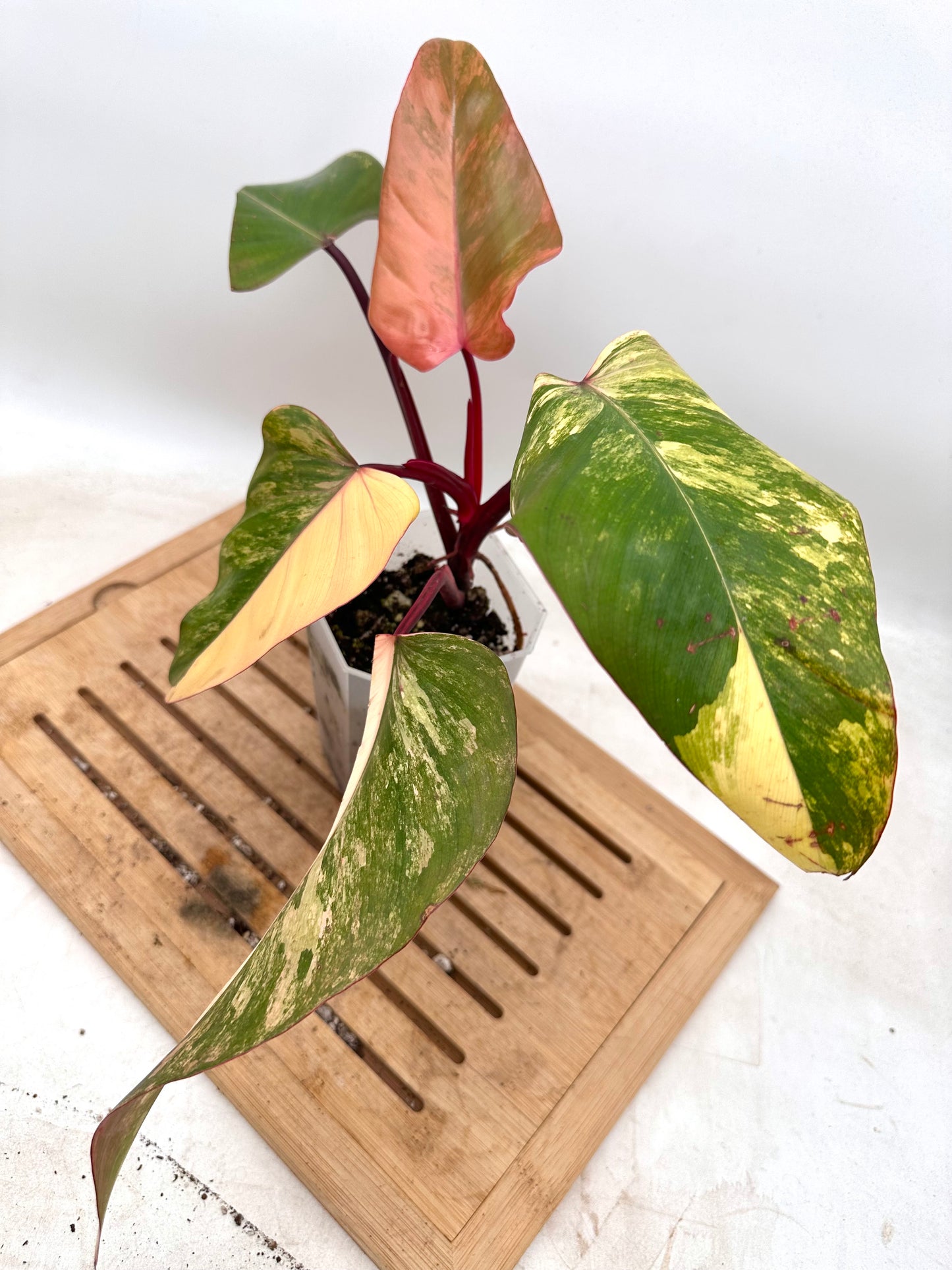 Philodendron Strawberry Shake 🍓