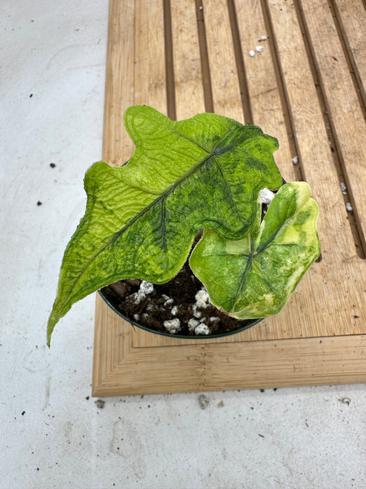 Alocasia Jacklyn Variegated in 3” pot